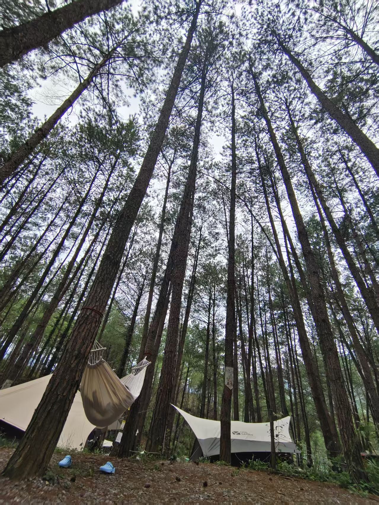 场地封面-云崖森林露营