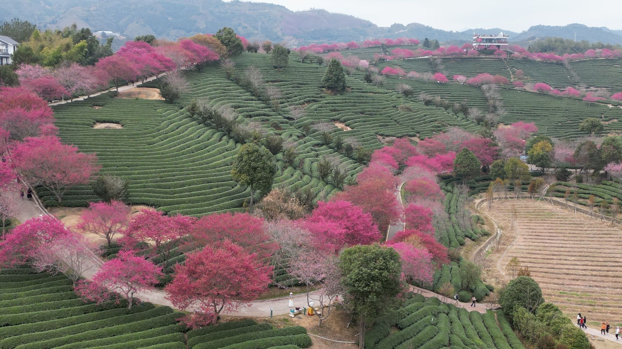 永福樱花茶旅景区景点图片