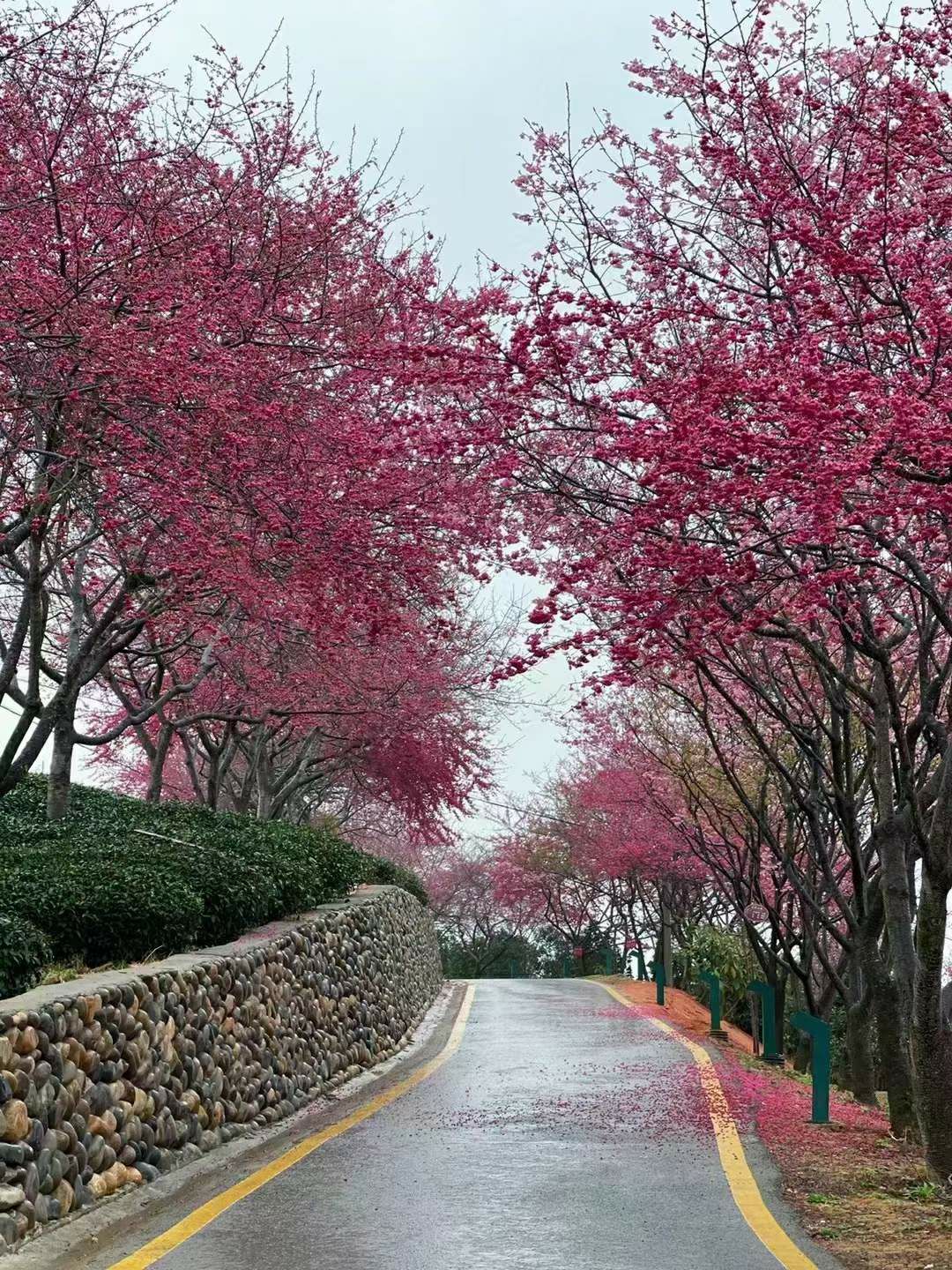 永福樱花茶旅景区旅行图片 1