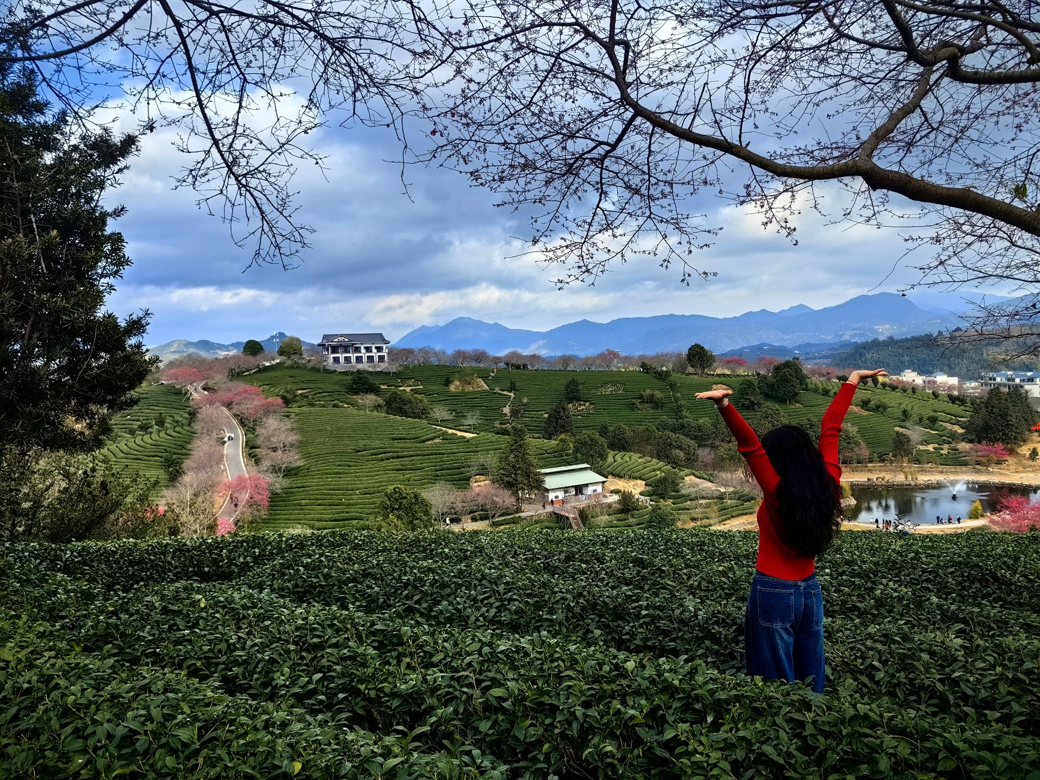 永福樱花茶旅景区旅行图片 3