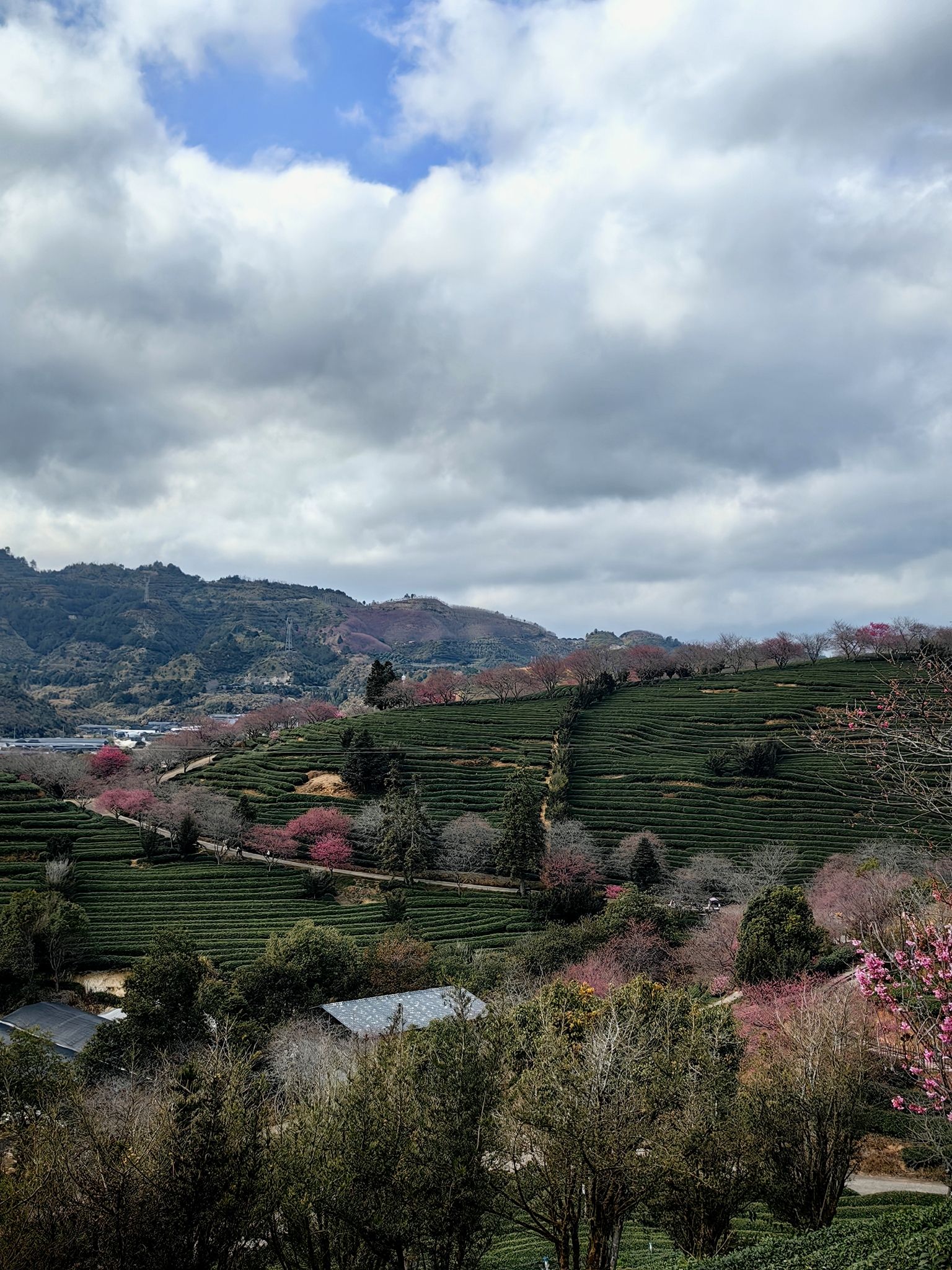 永福樱花茶旅景区旅行图片 2