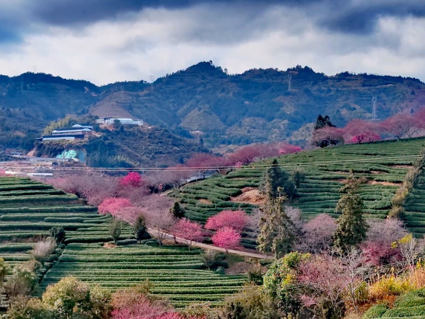 永福樱花茶旅景区旅行图片 1