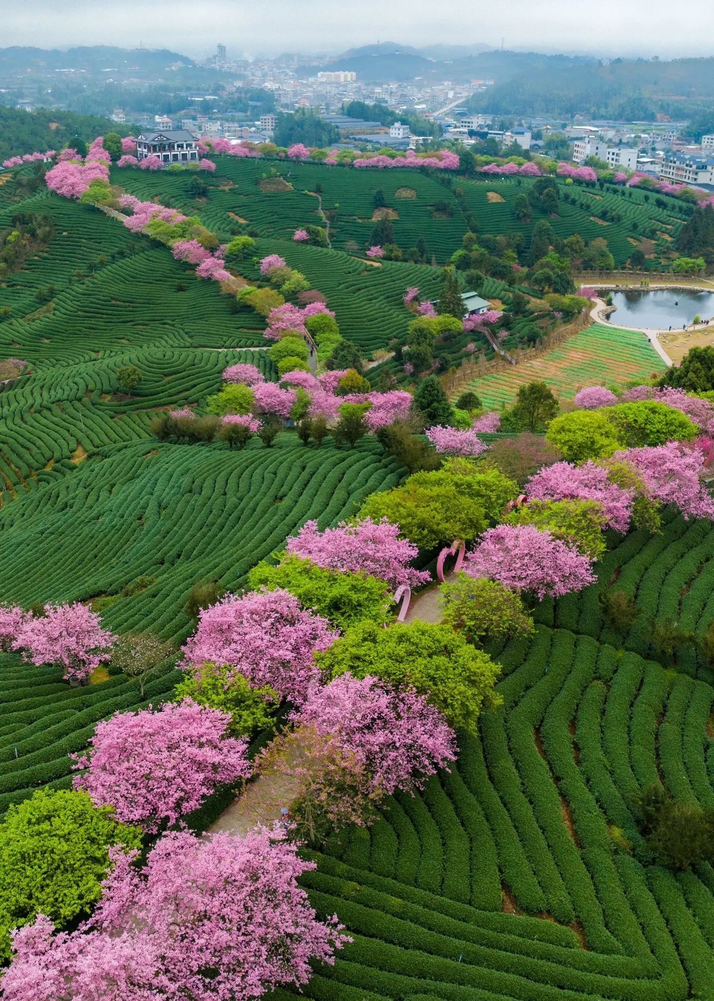 永福樱花茶旅景区旅行图片 2