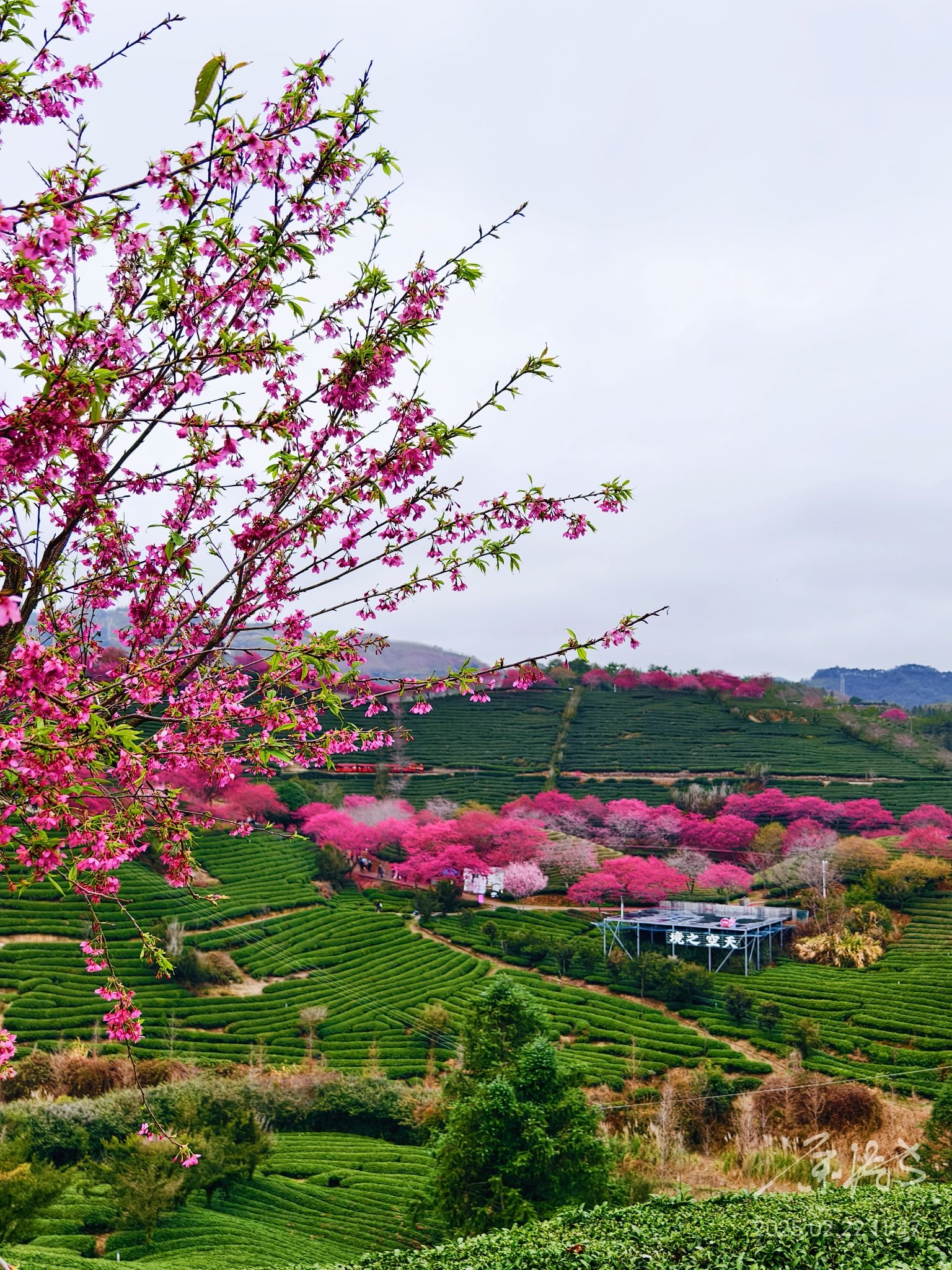 永福樱花茶旅景区旅行图片 1
