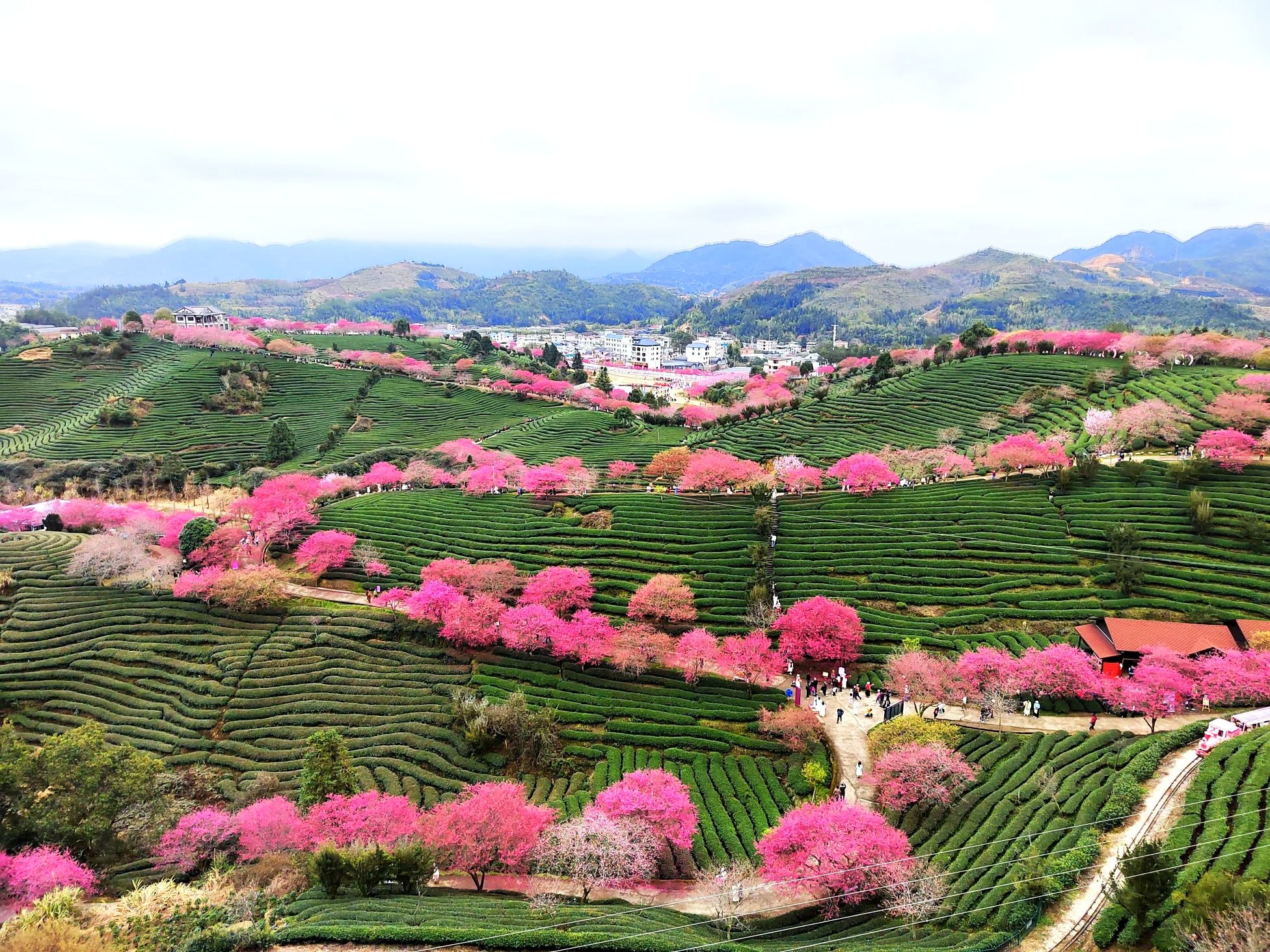 永福樱花茶旅景区旅行图片 3