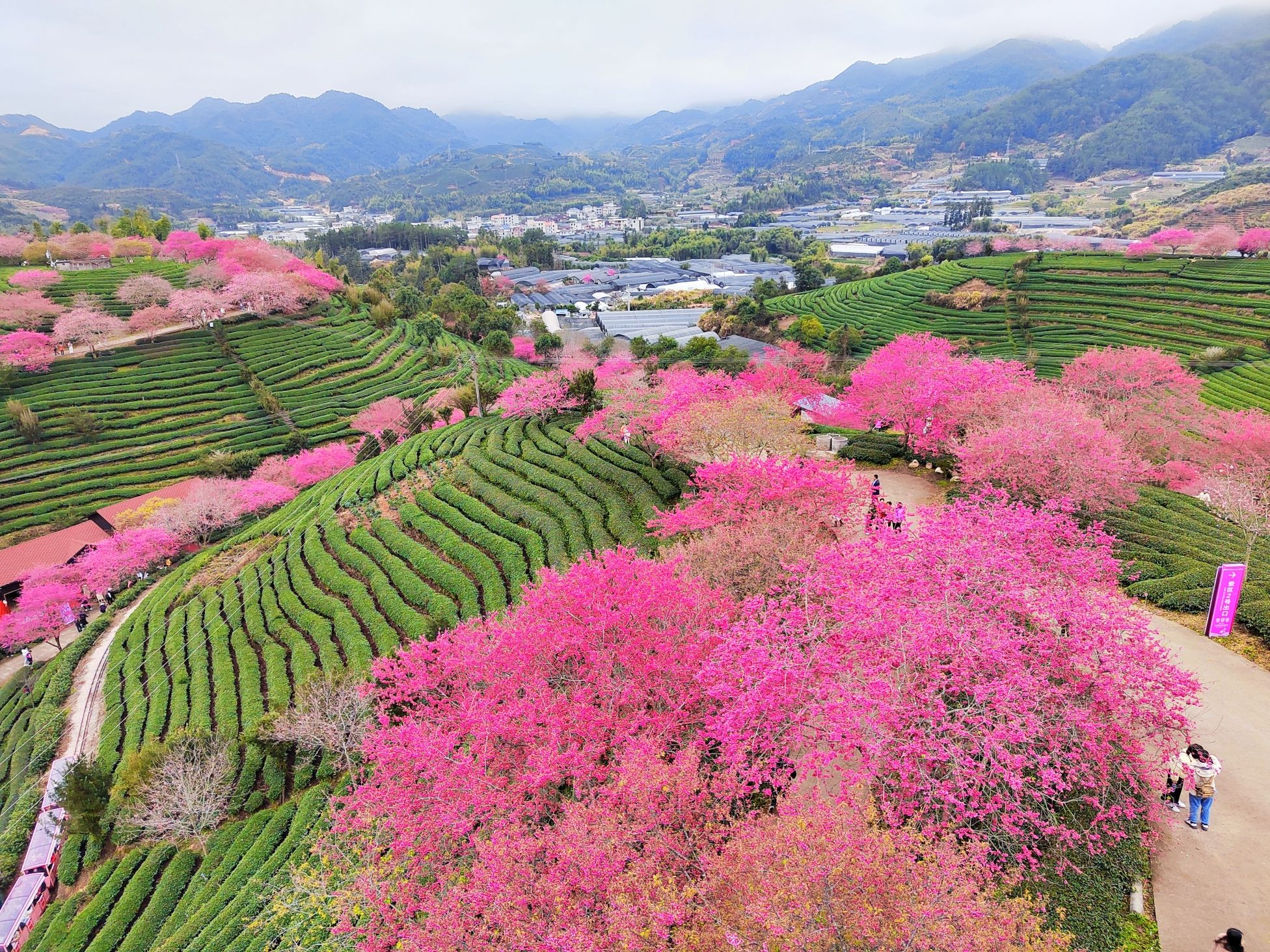永福樱花茶旅景区旅行图片 2