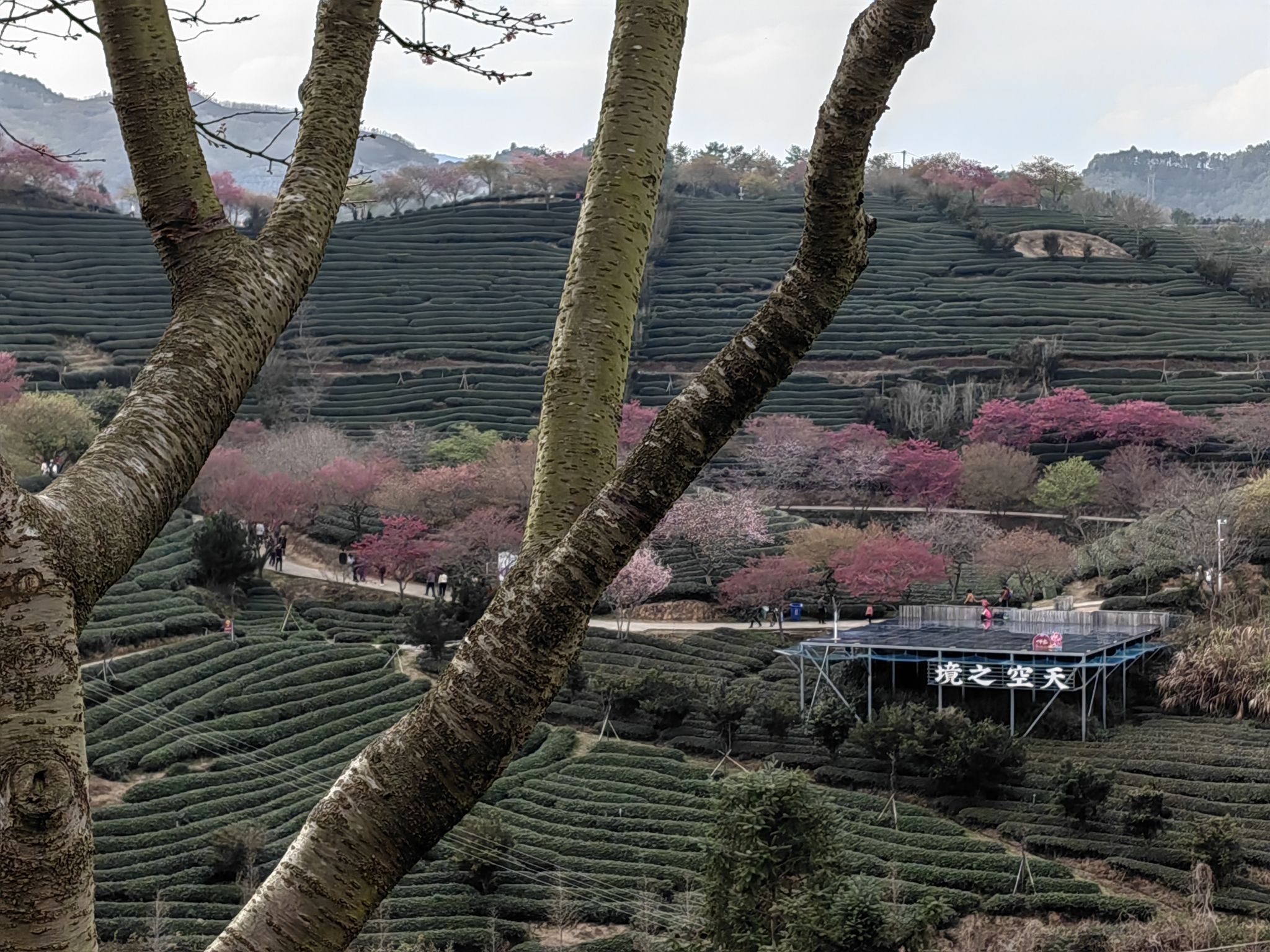 永福樱花茶旅景区旅行图片 3