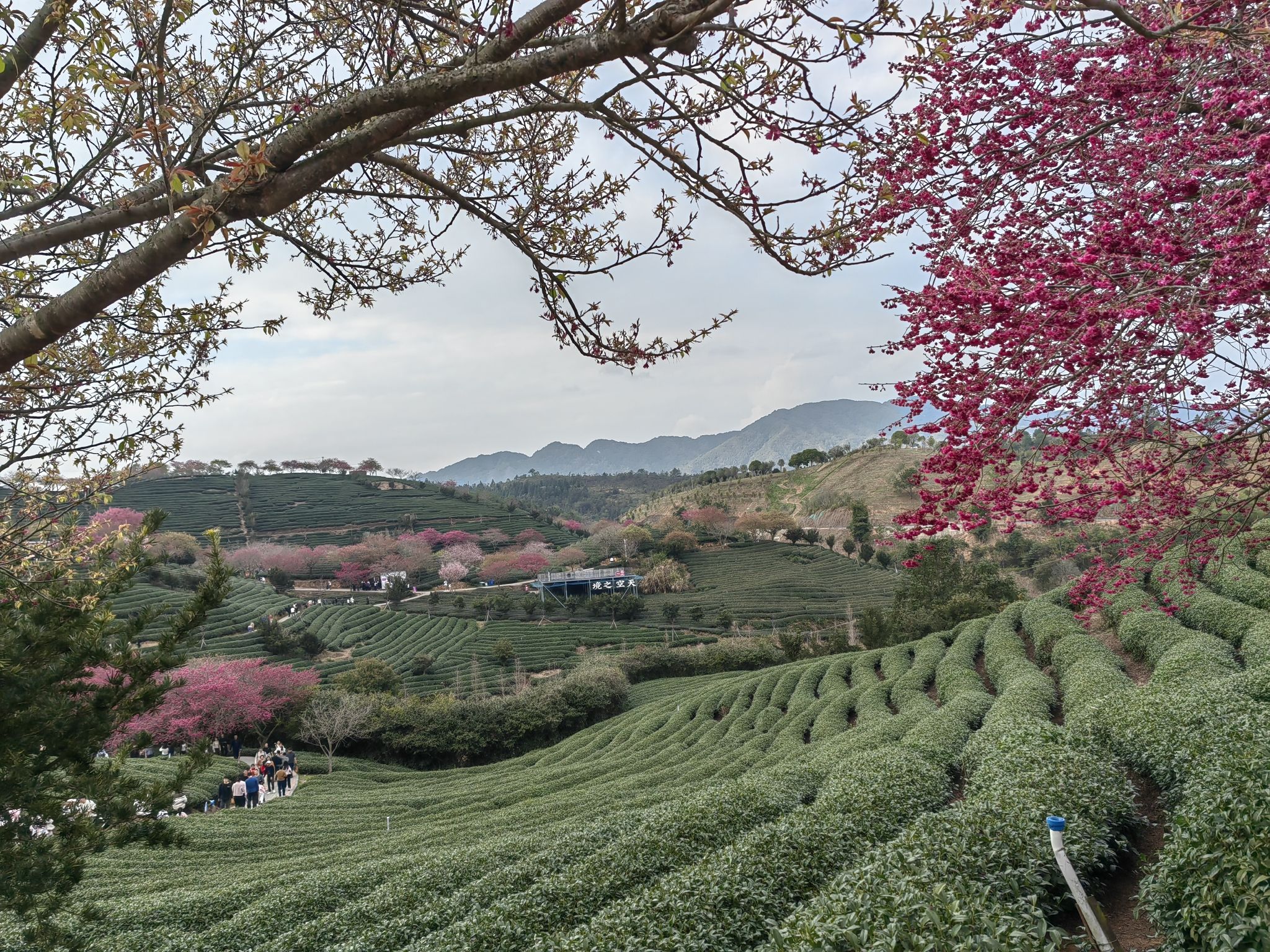 永福樱花茶旅景区旅行图片 2