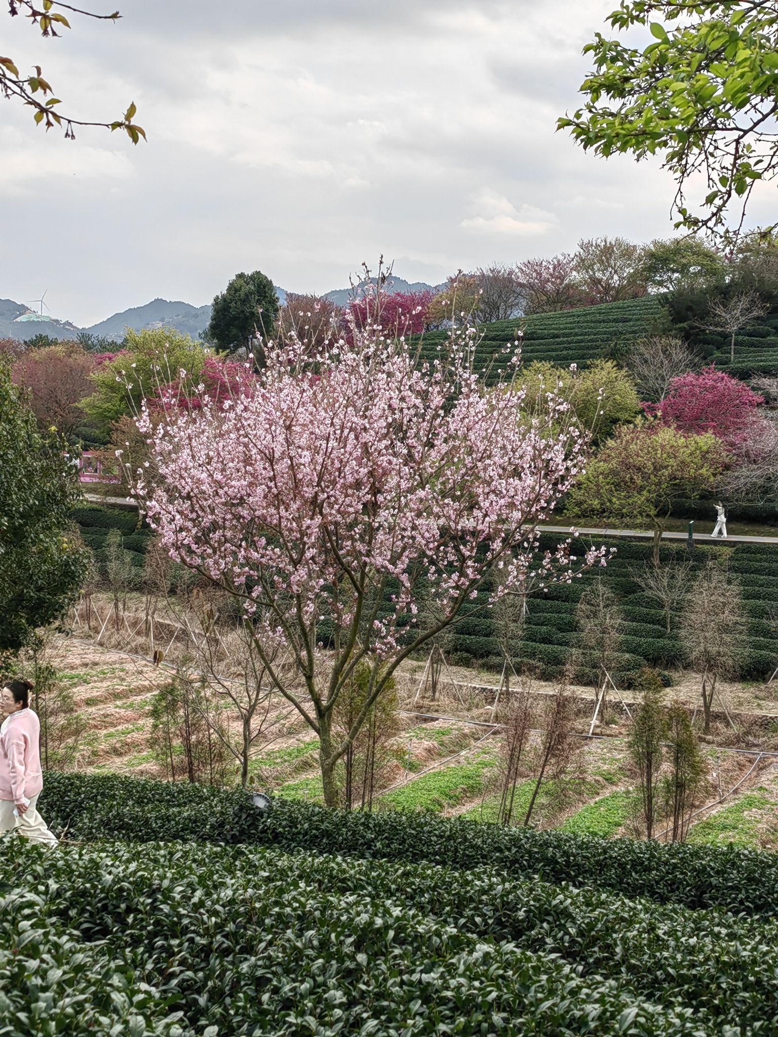 永福樱花茶旅景区旅行图片 1