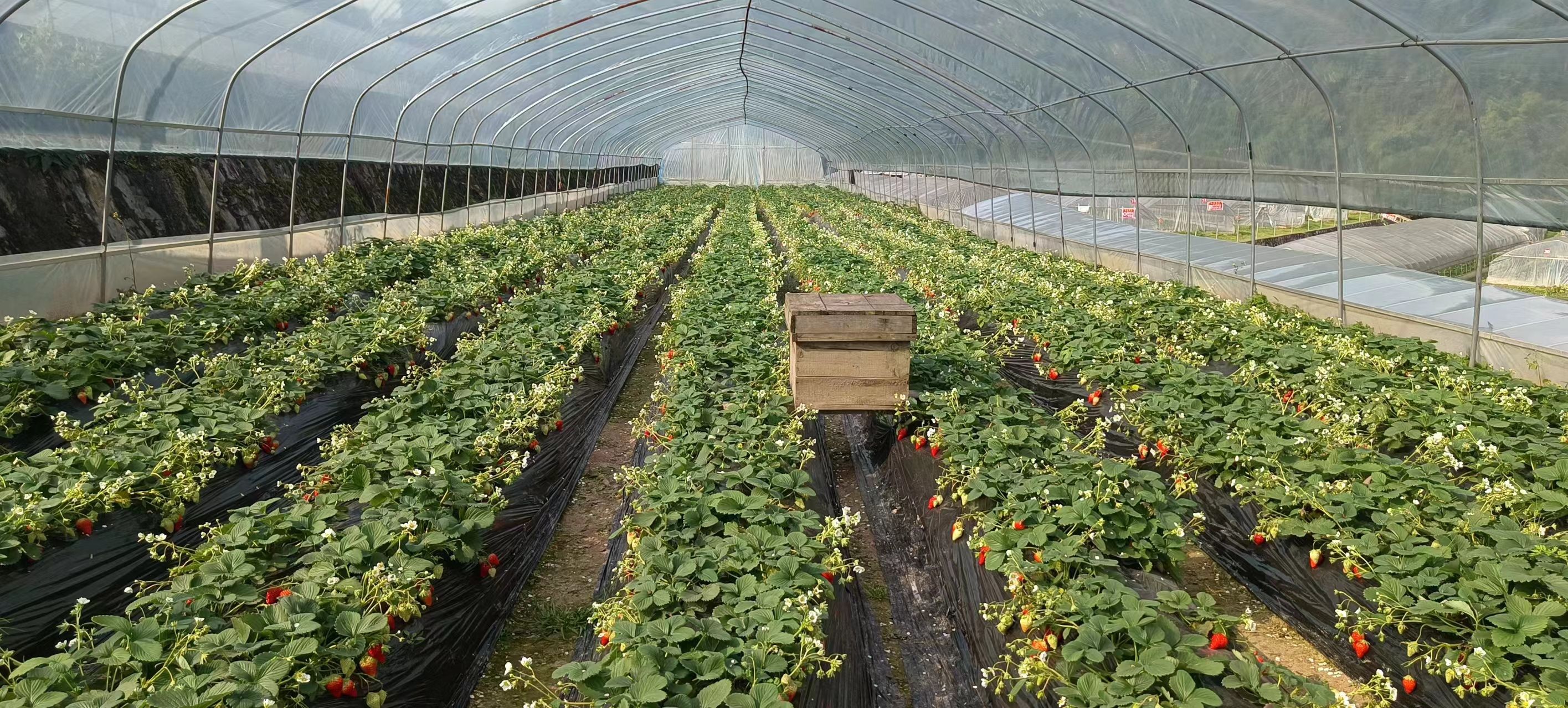 叙永金桂草莓基地(磨刀溪)