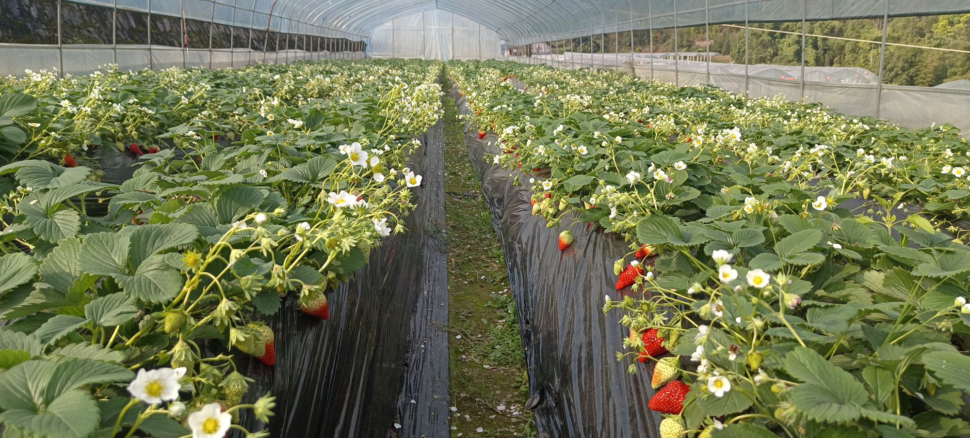 叙永金桂草莓基地(磨刀溪)
