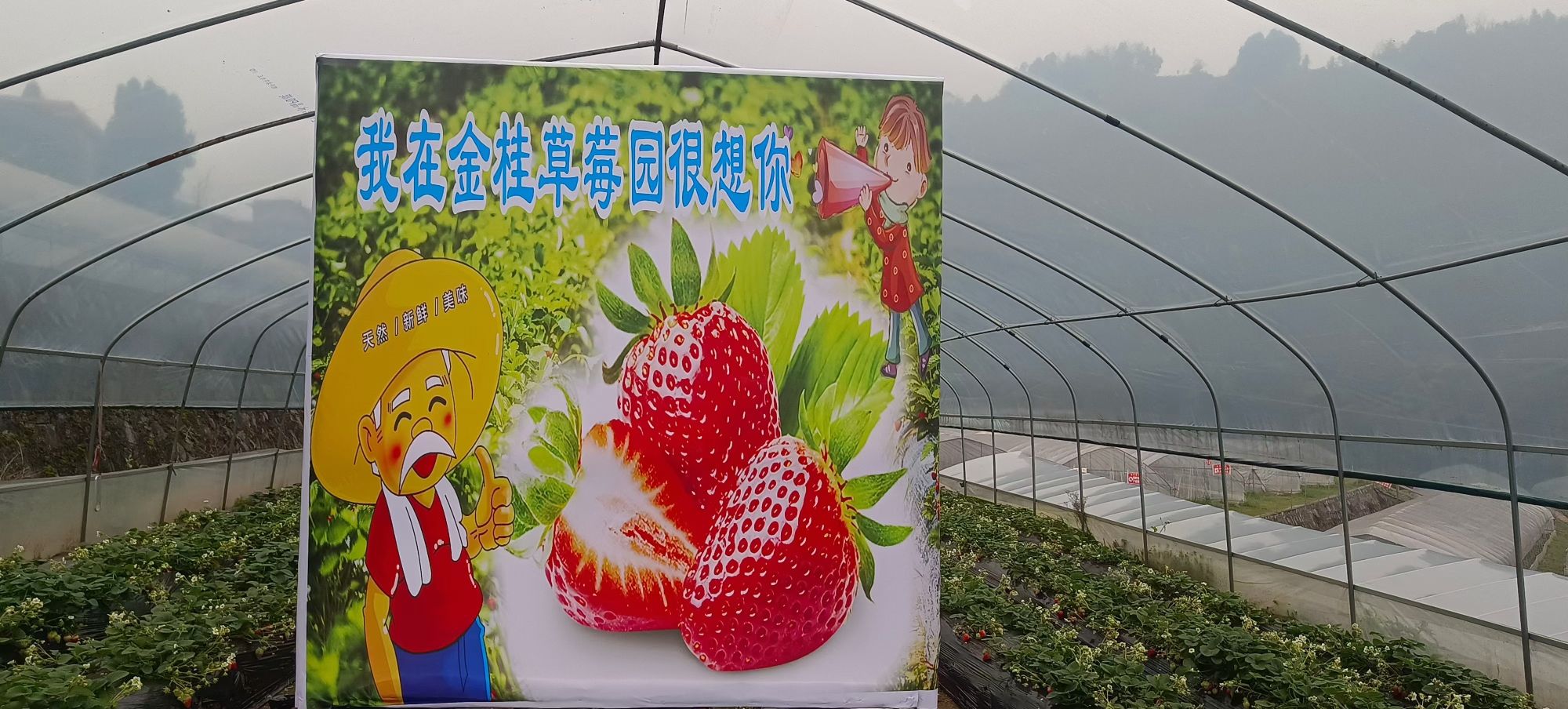 叙永金桂草莓基地(磨刀溪)