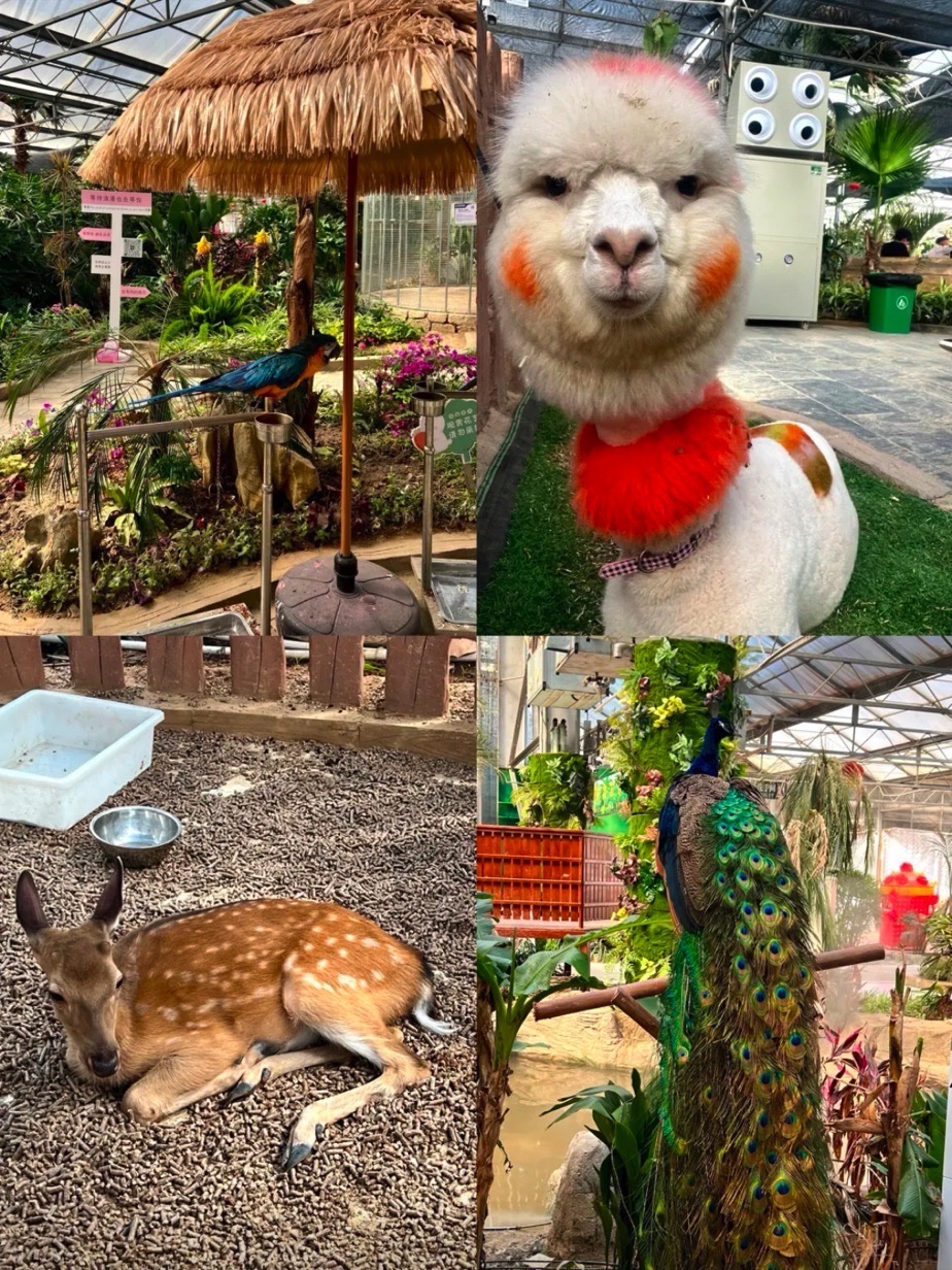 商部落雨林生态植物园旅行图片 1