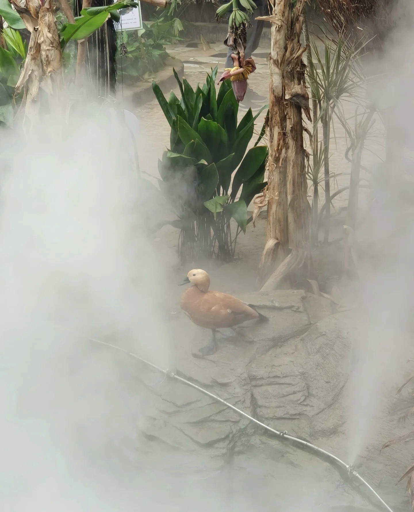 商部落雨林生态植物园旅行图片 3