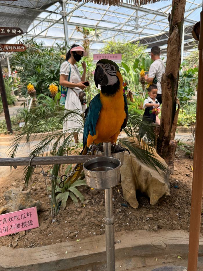 商部落雨林生态植物园旅行图片 2