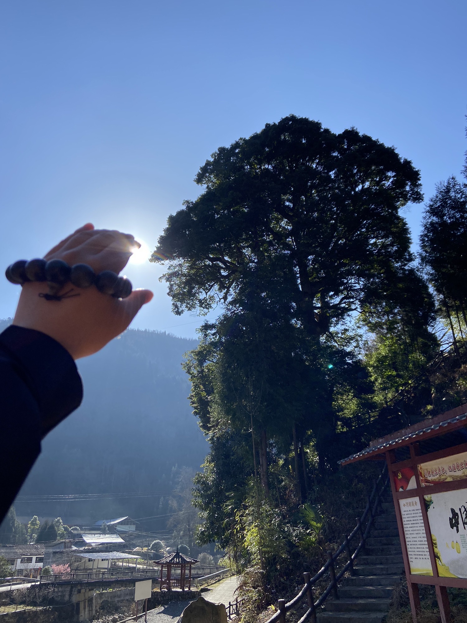 三棵树公园旅行图片 1