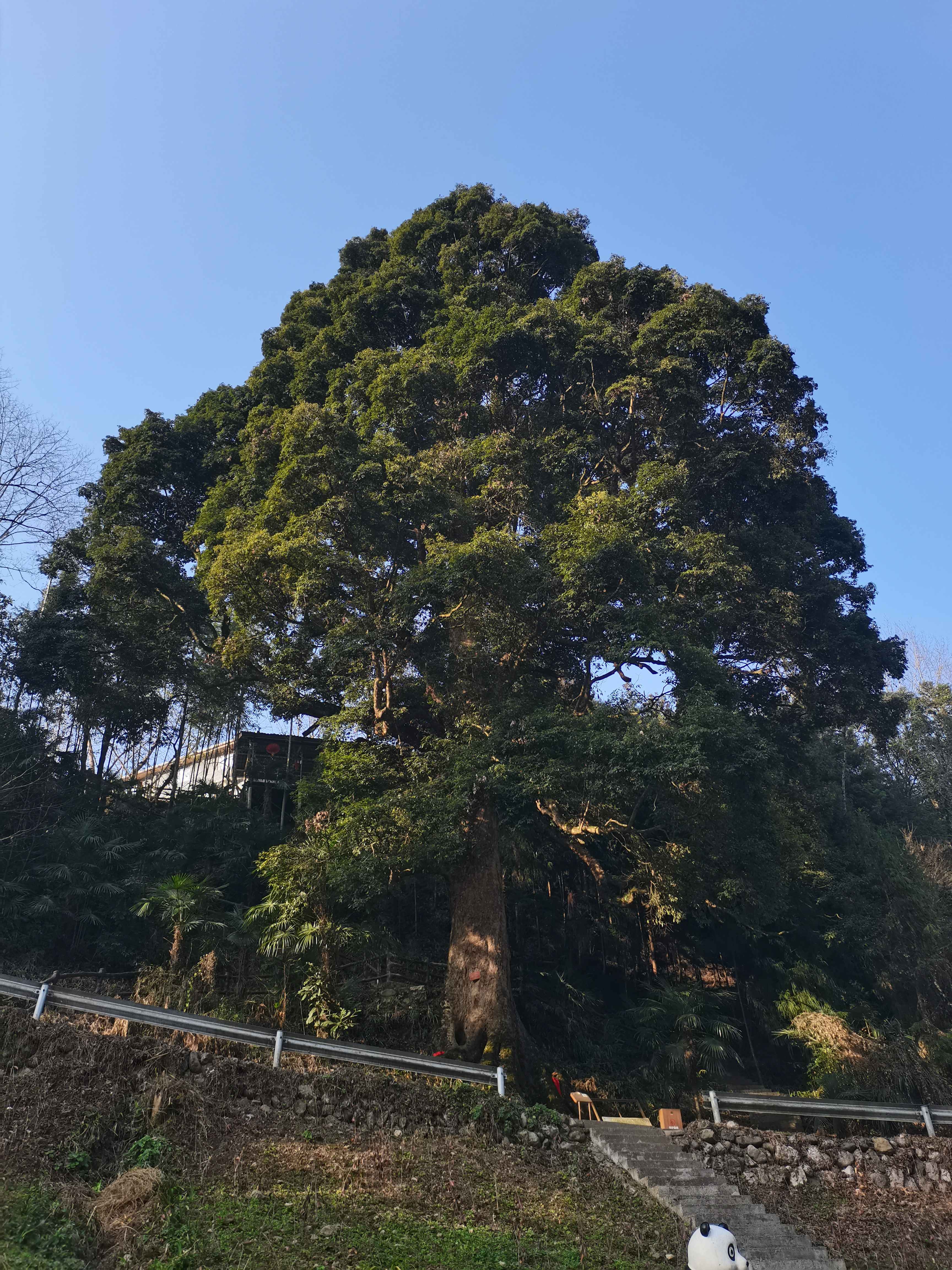 三棵树公园旅行图片 1