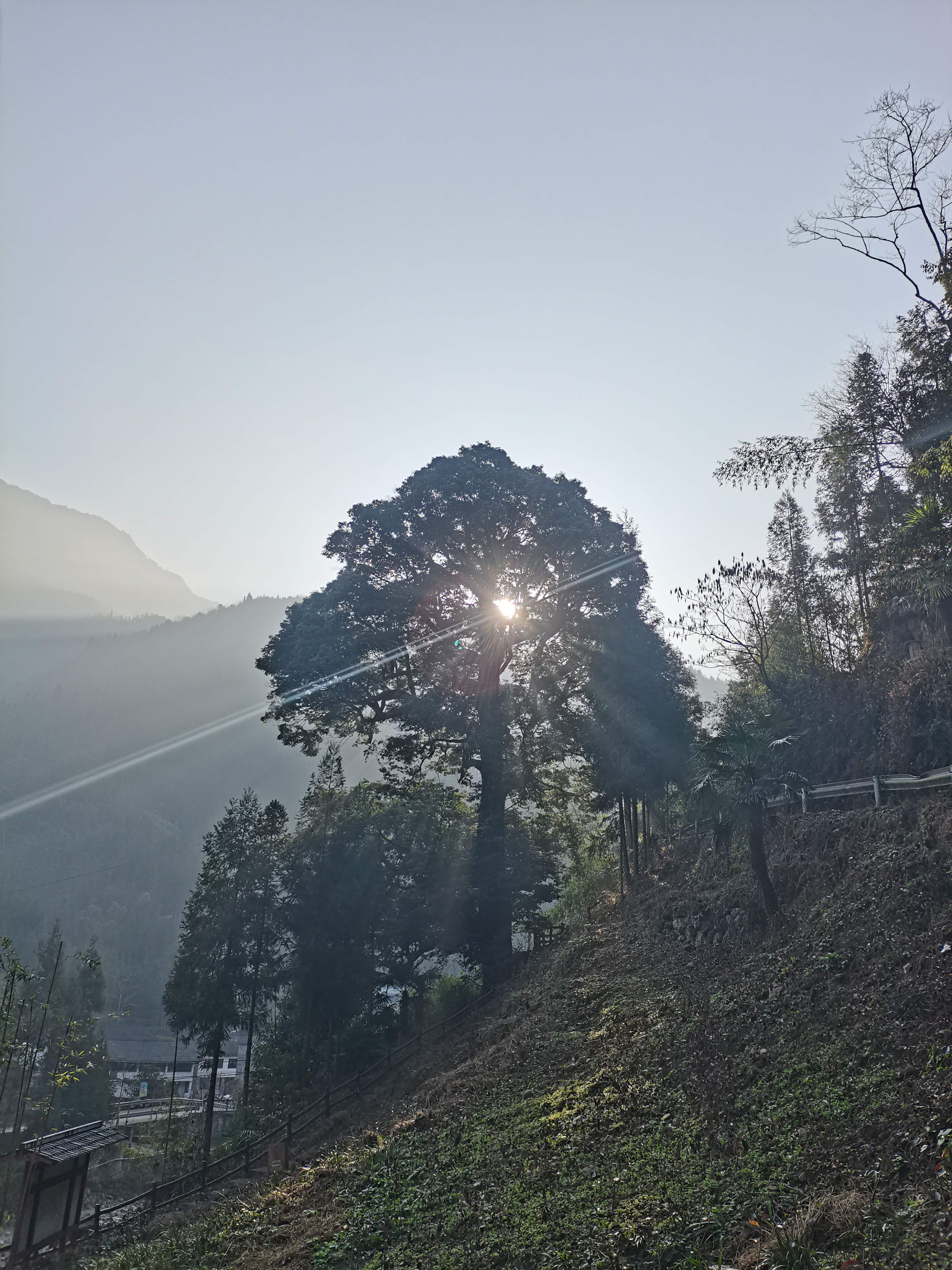 三棵树公园旅行图片 2