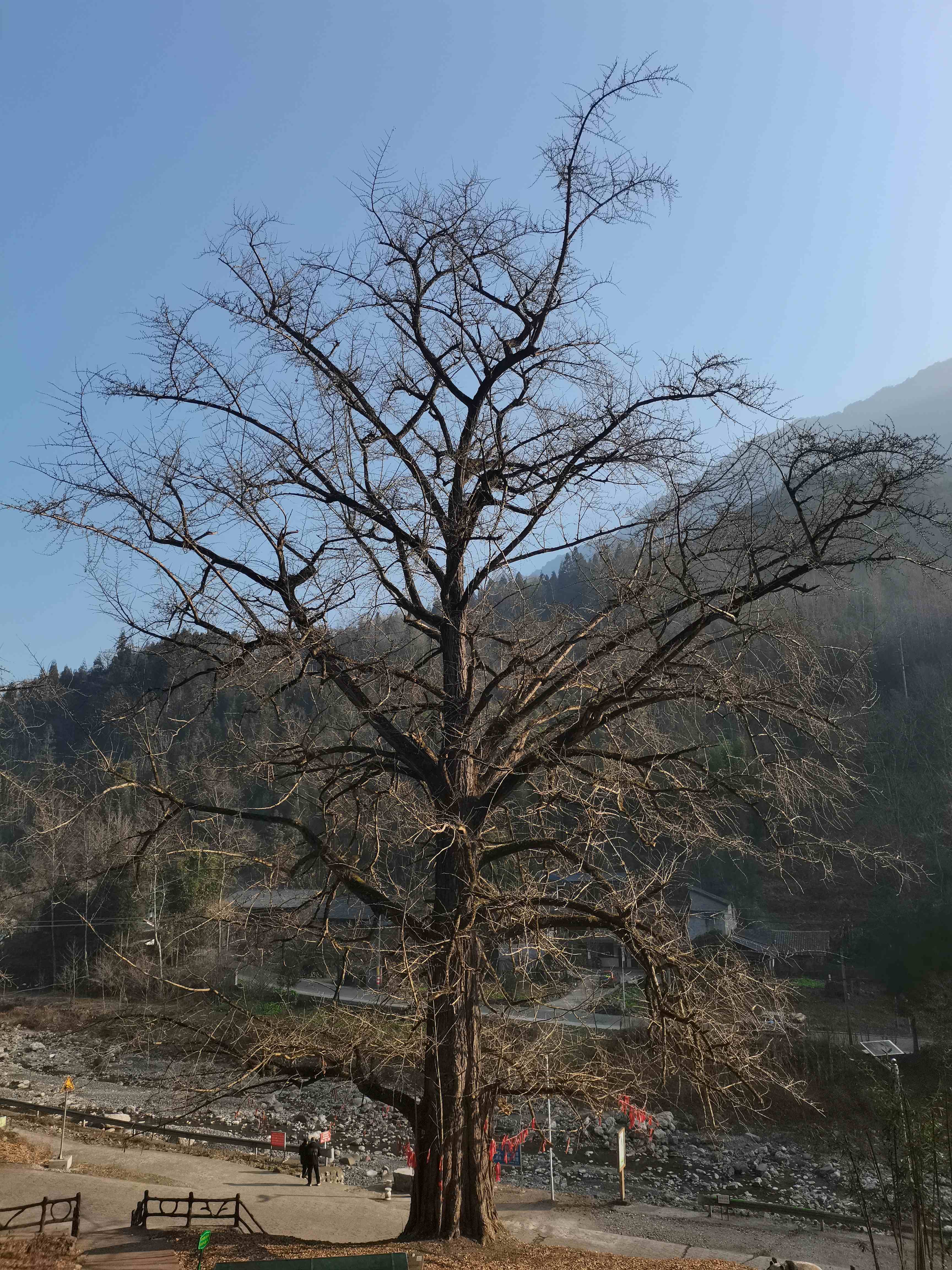 三棵树公园旅行图片 3
