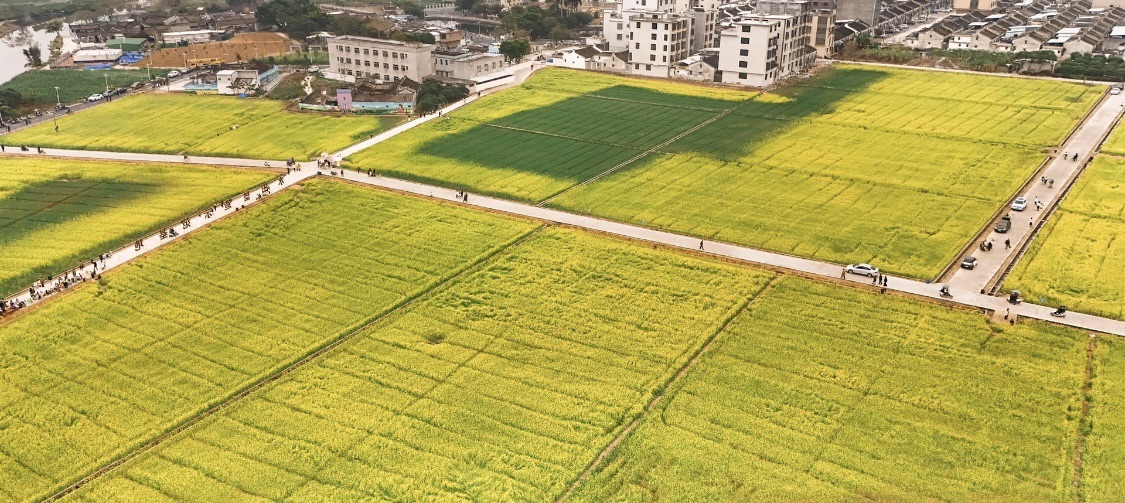 金灶花园村油菜花海旅行图片 1