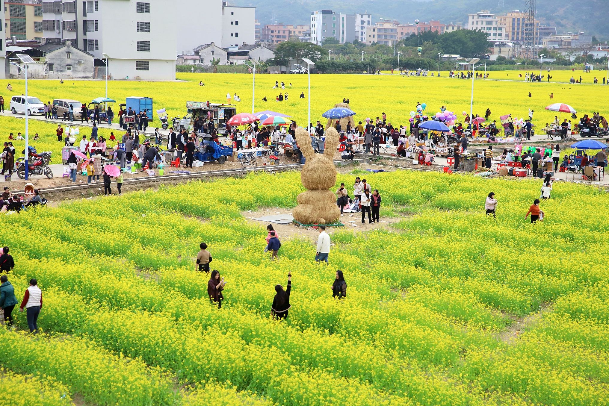 金灶花园村油菜花海旅行图片 1