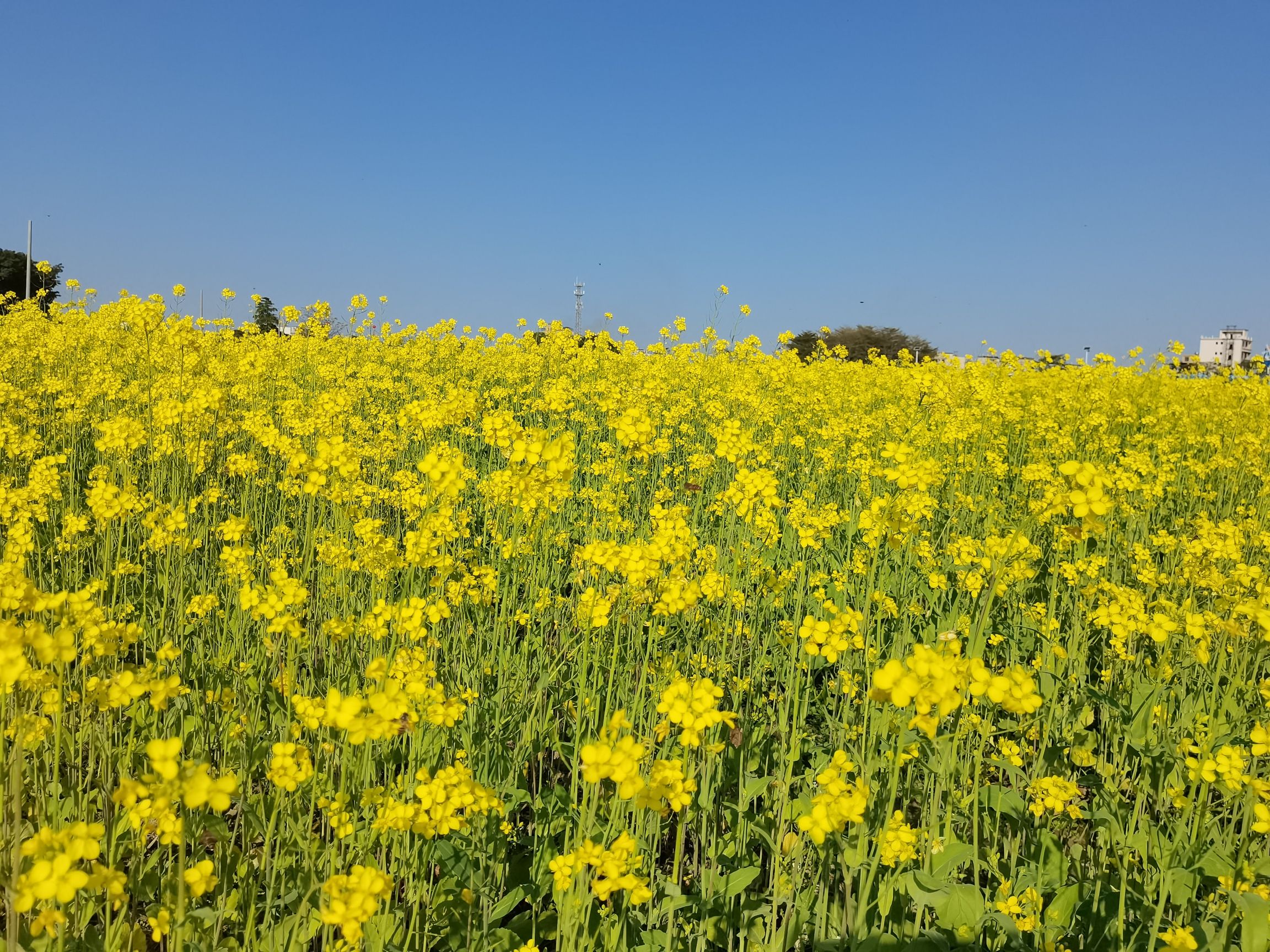 金灶花园村油菜花海旅行图片 3