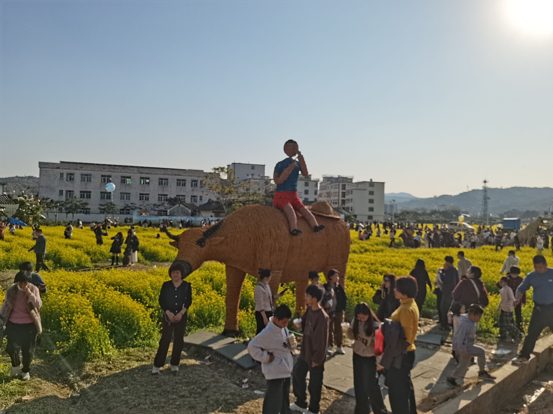 金灶花园村油菜花海旅行图片 1