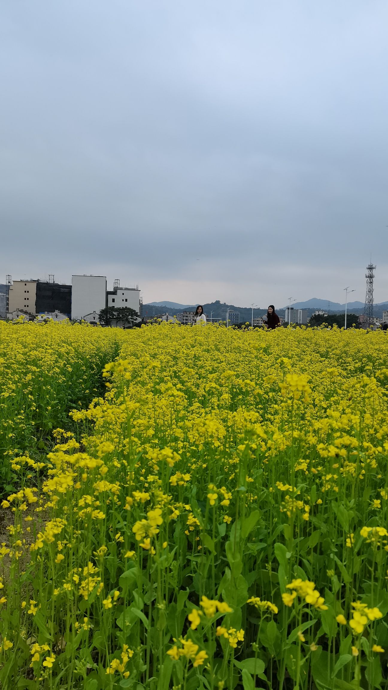 金灶花园村油菜花海旅行图片 2