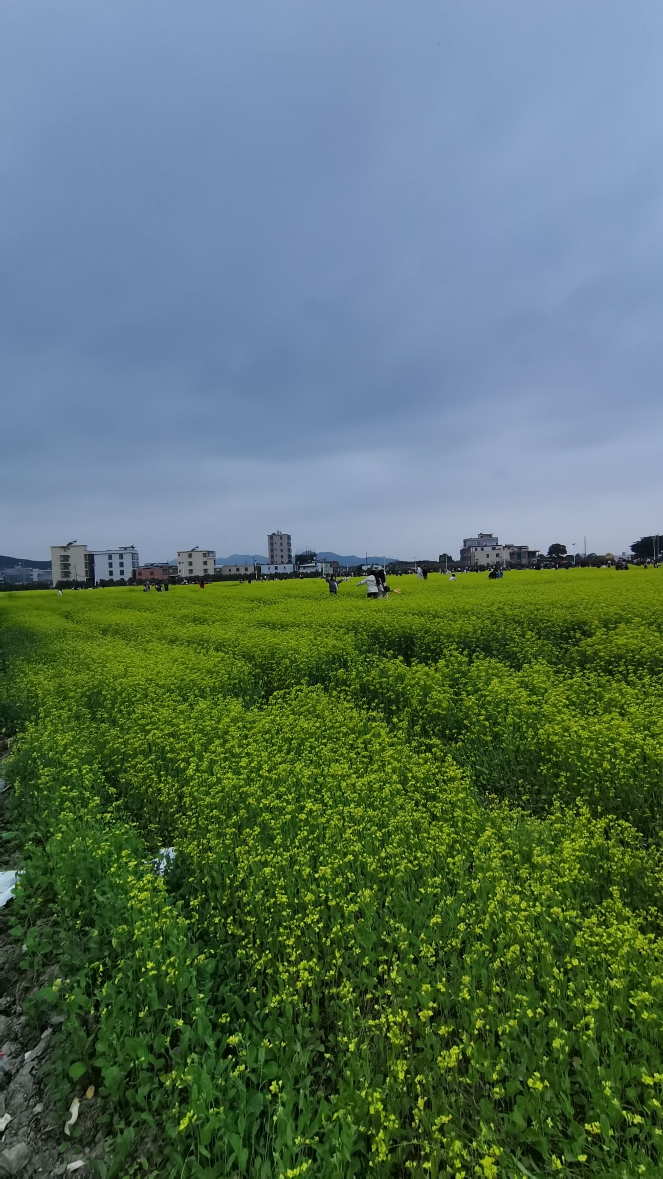 金灶花园村油菜花海旅行图片 1