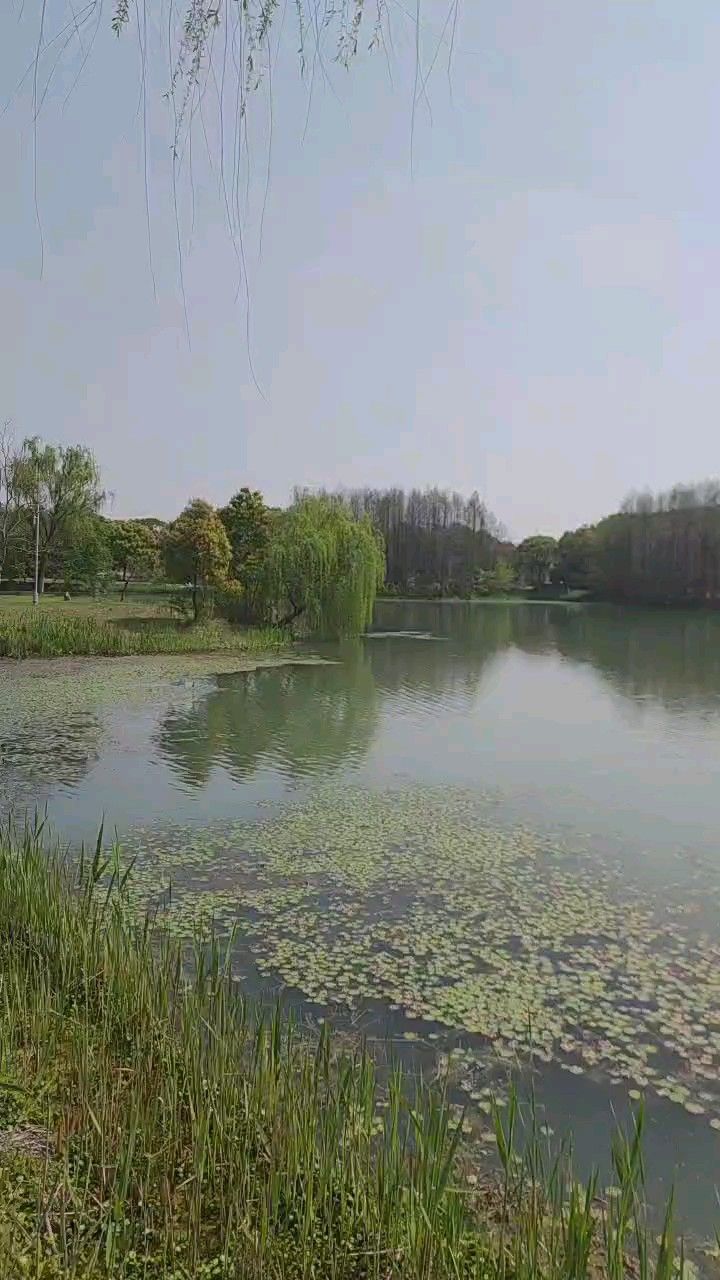 金淞田趣园旅行图片 3