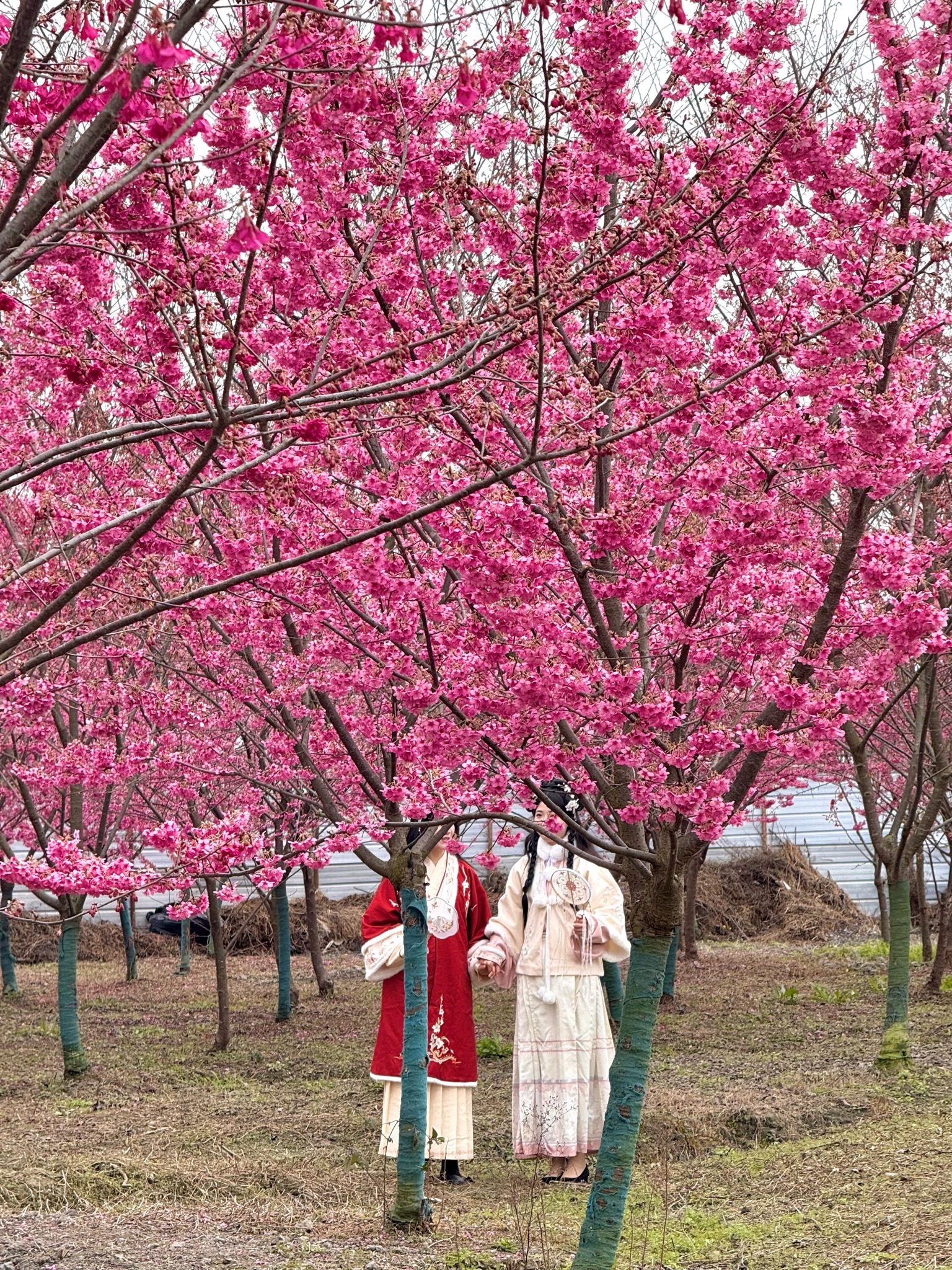 绛樱院旅行图片 3