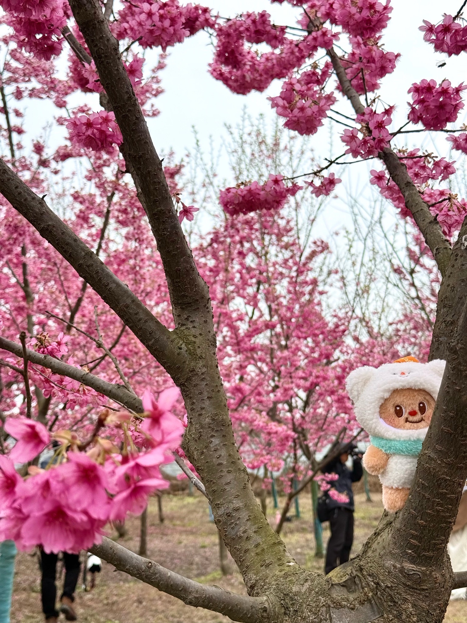 绛樱院旅行图片 1
