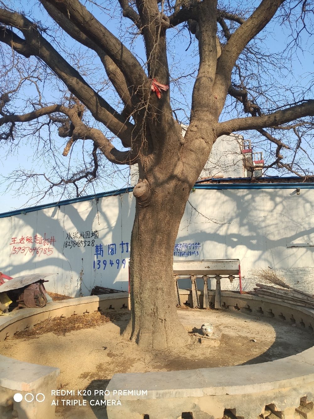 千年古皂角树旅行图片 2