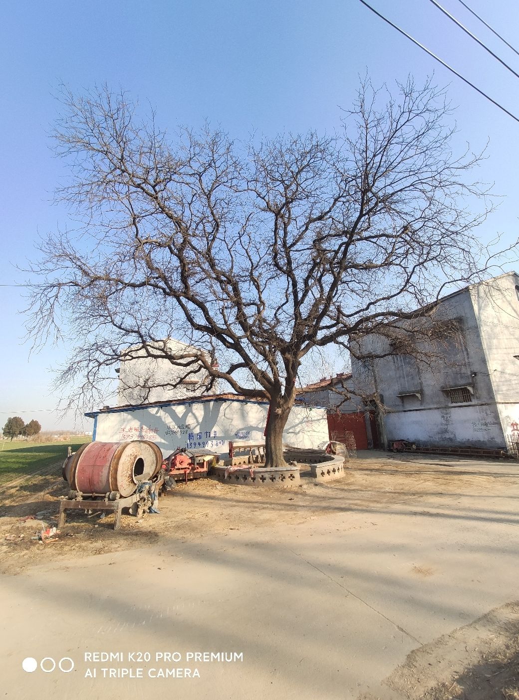 千年古皂角树旅行图片 3