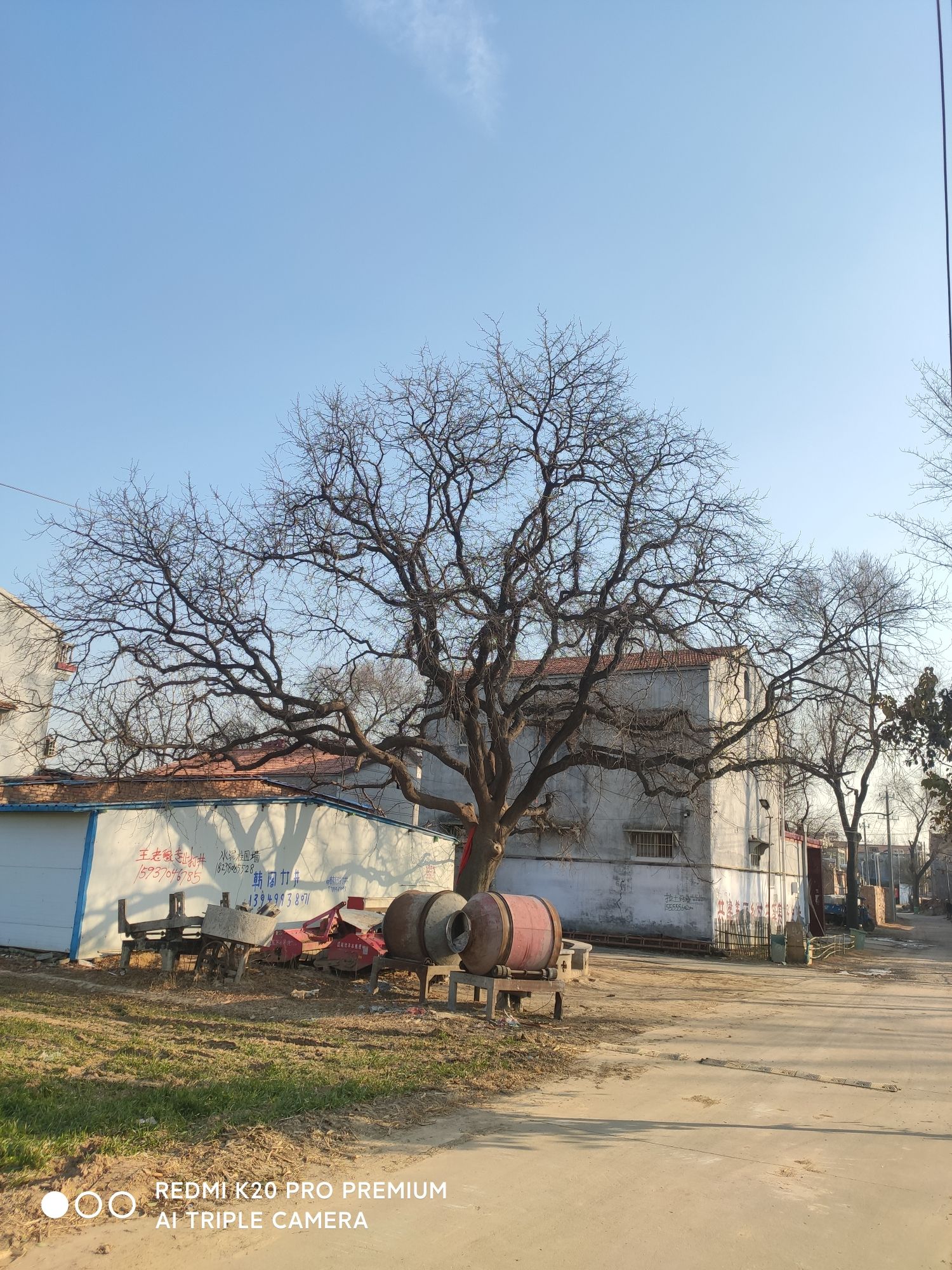 千年古皂角树旅行图片