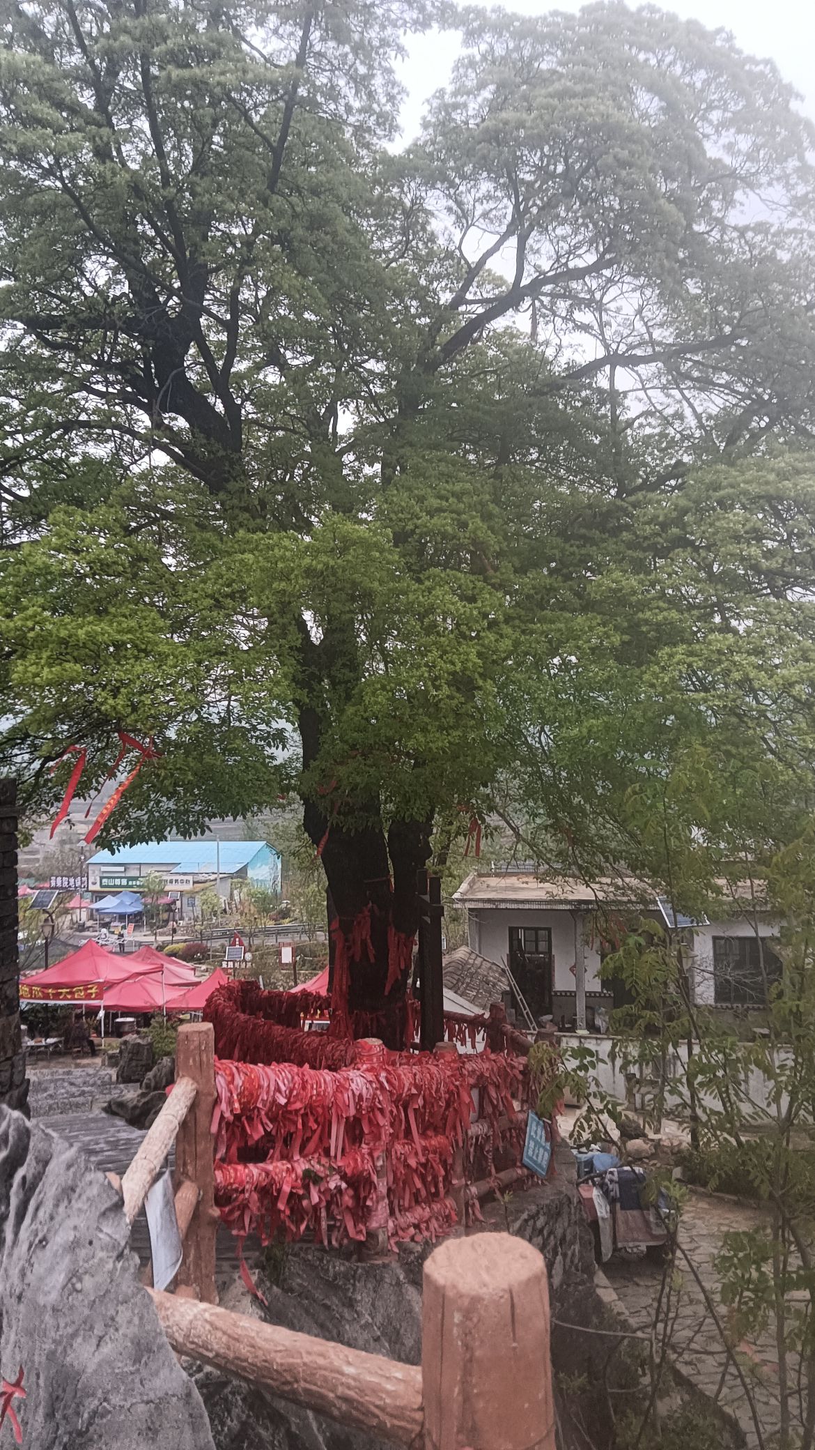 千年流苏旅行图片 2