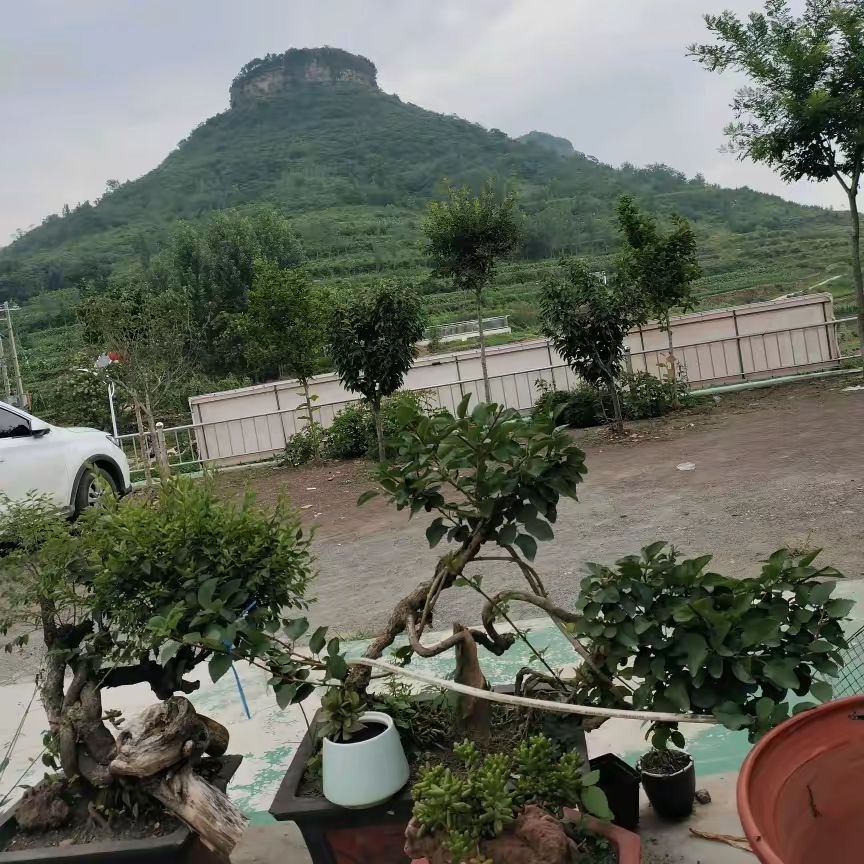 千年流苏旅行图片 3