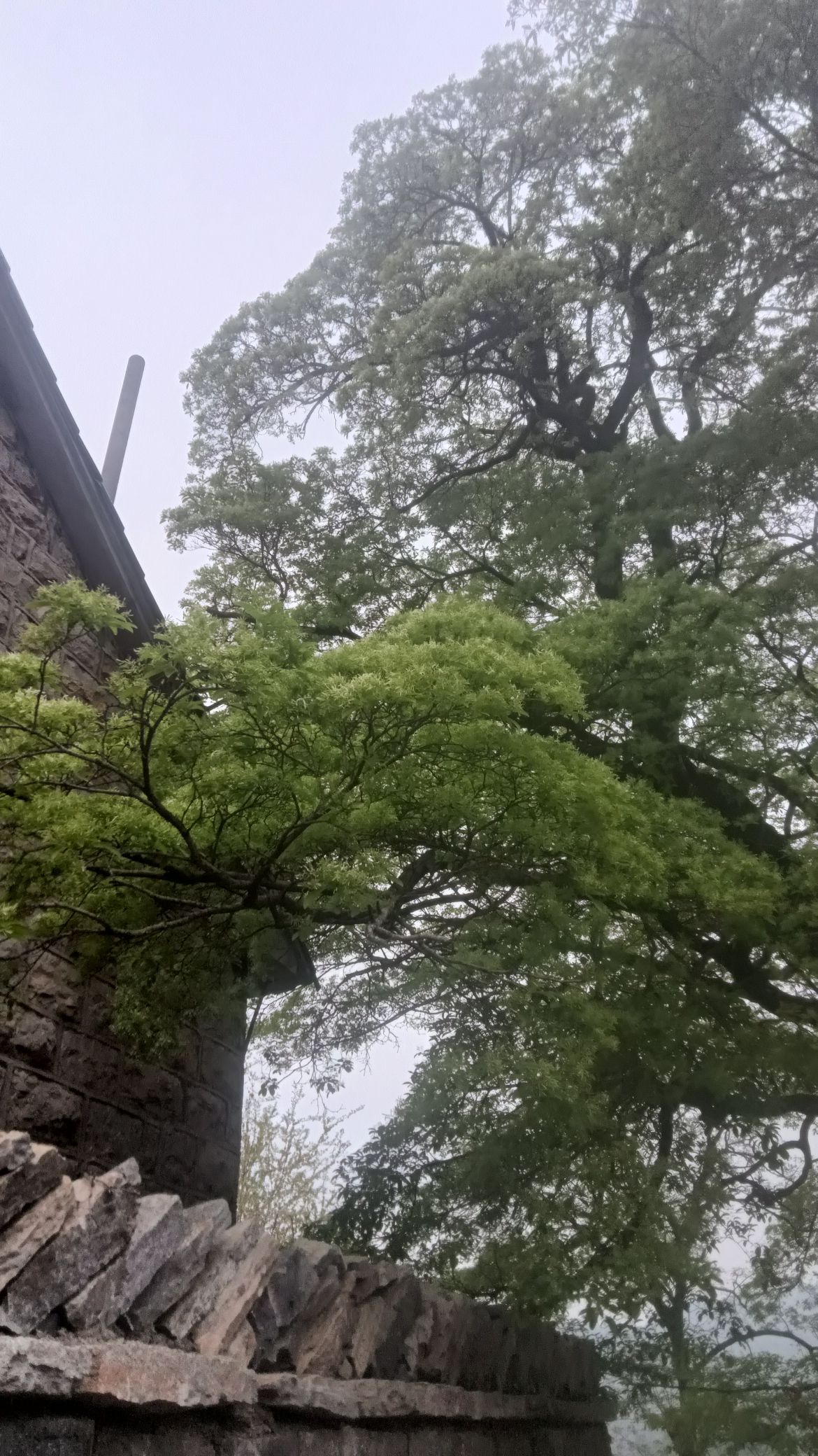 千年流苏旅行图片 3