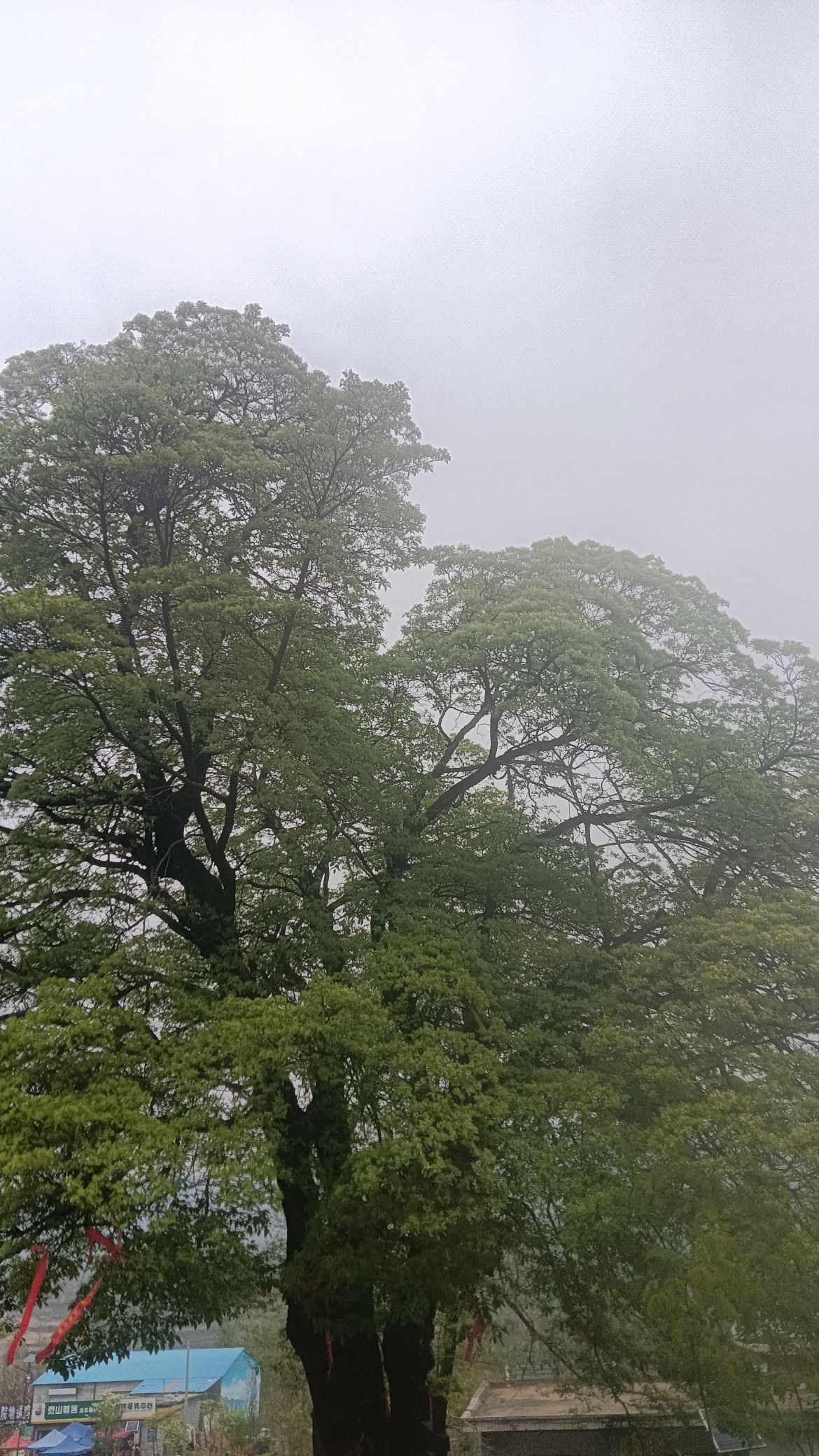 千年流苏旅行图片 1