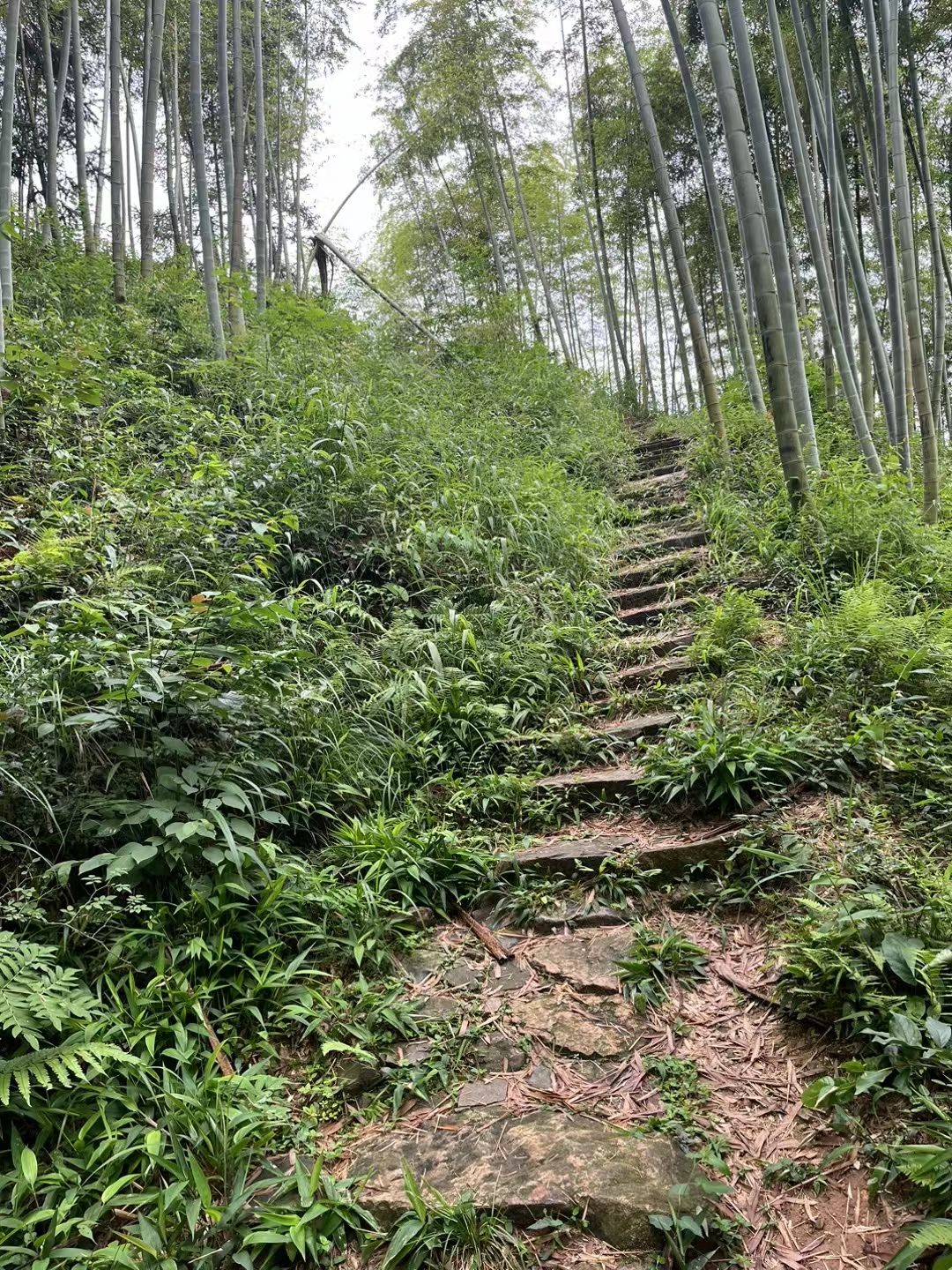 天字古道旅行图片 3