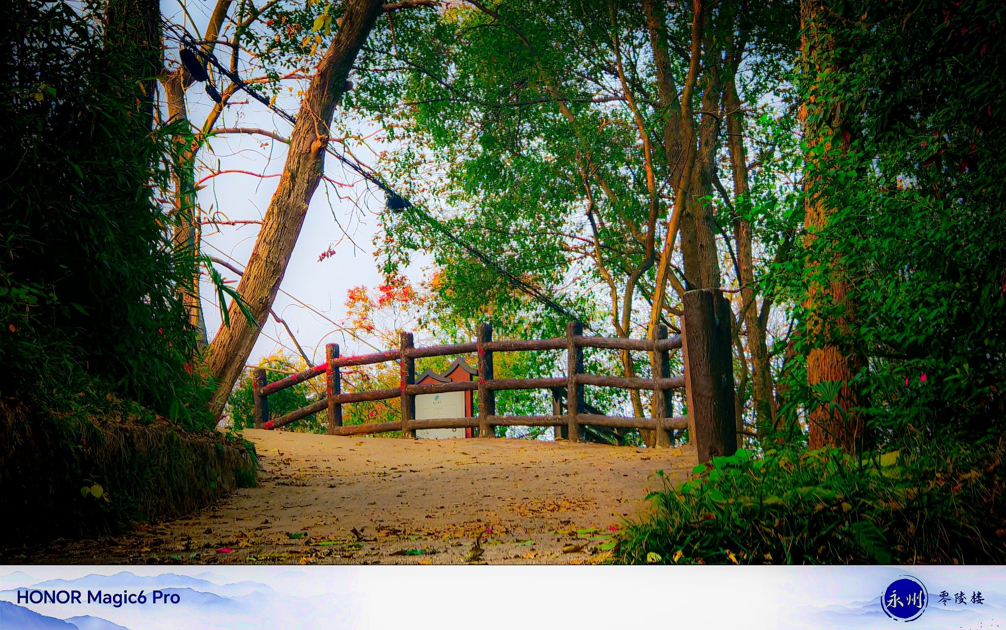 绿天蕉影旅行图片 1