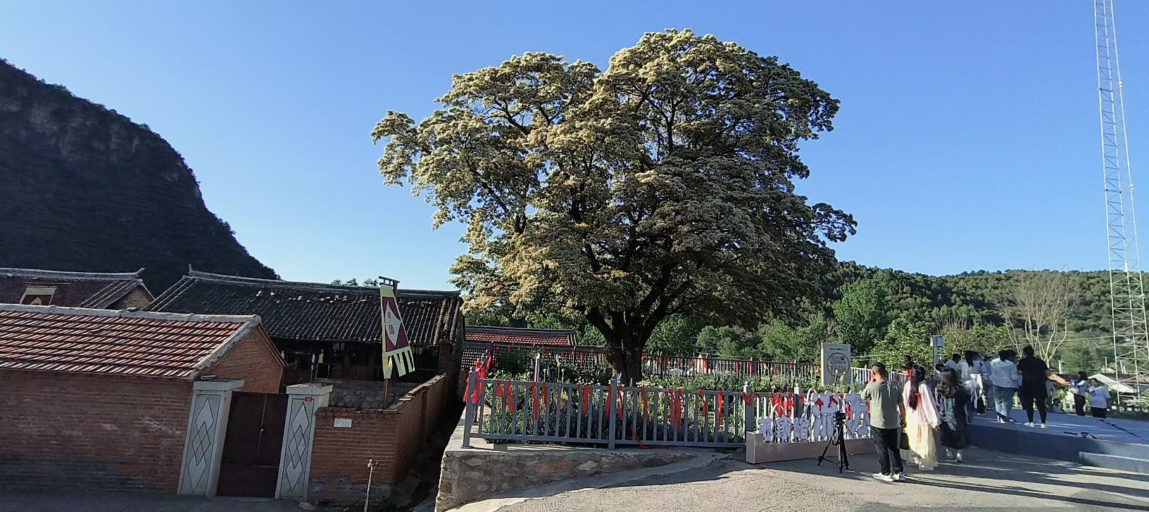 流苏古树旅行图片 3