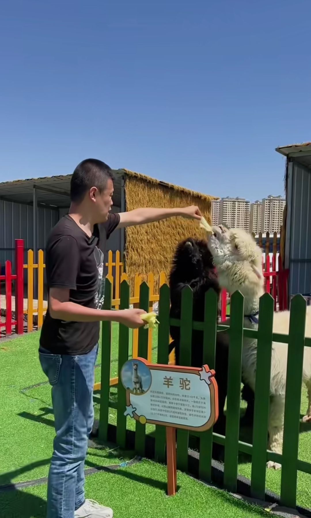 乌兰察布滨河康旅度假区旅行图片 2