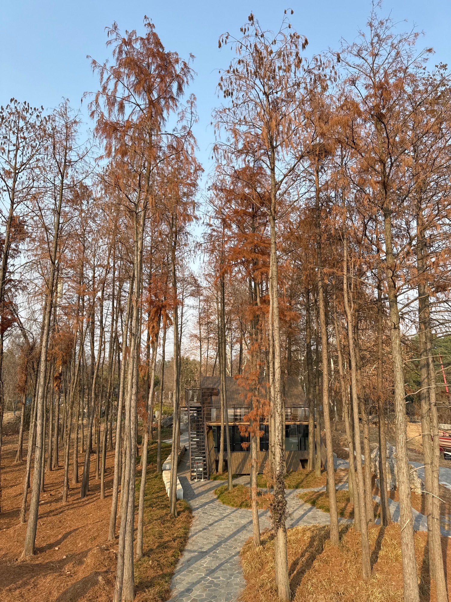 东湖生境雁岛旅行图片 3