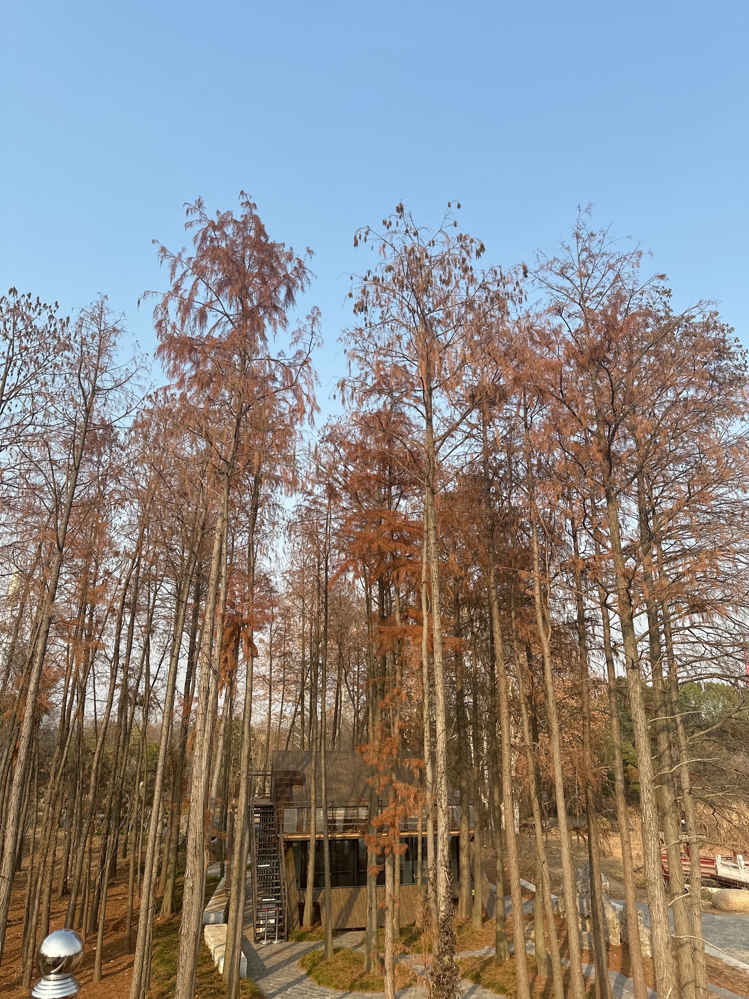 东湖生境雁岛旅行图片 3