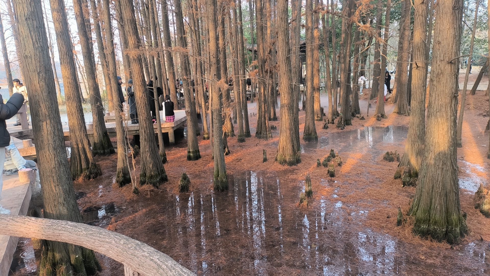 东湖生境雁岛旅行图片 2
