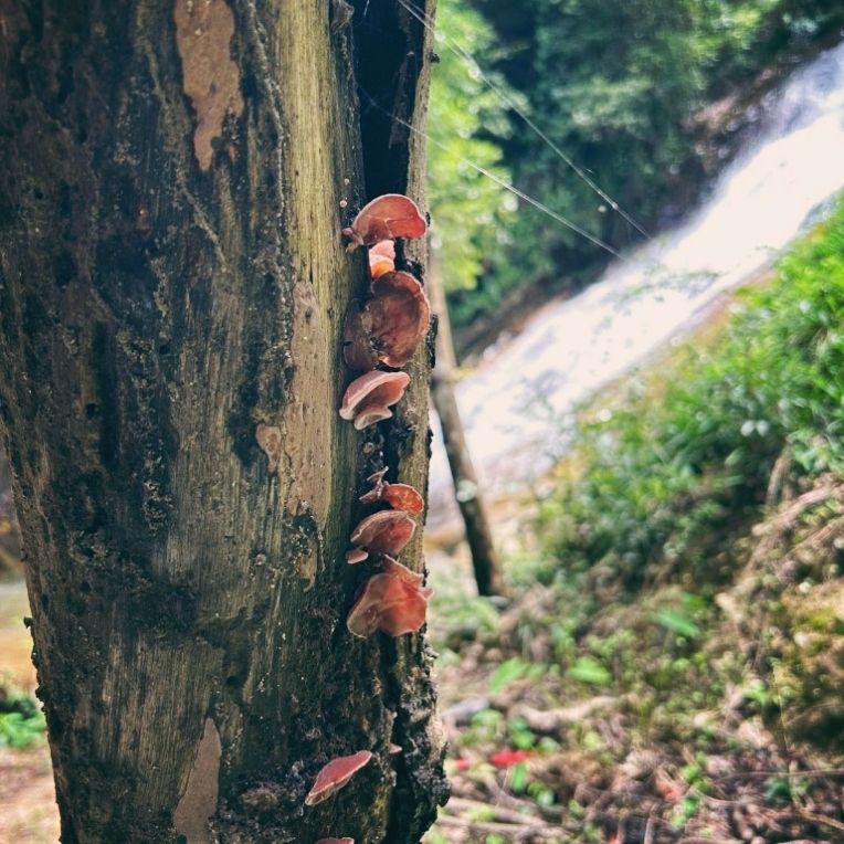 群龙瀑布旅行图片 3