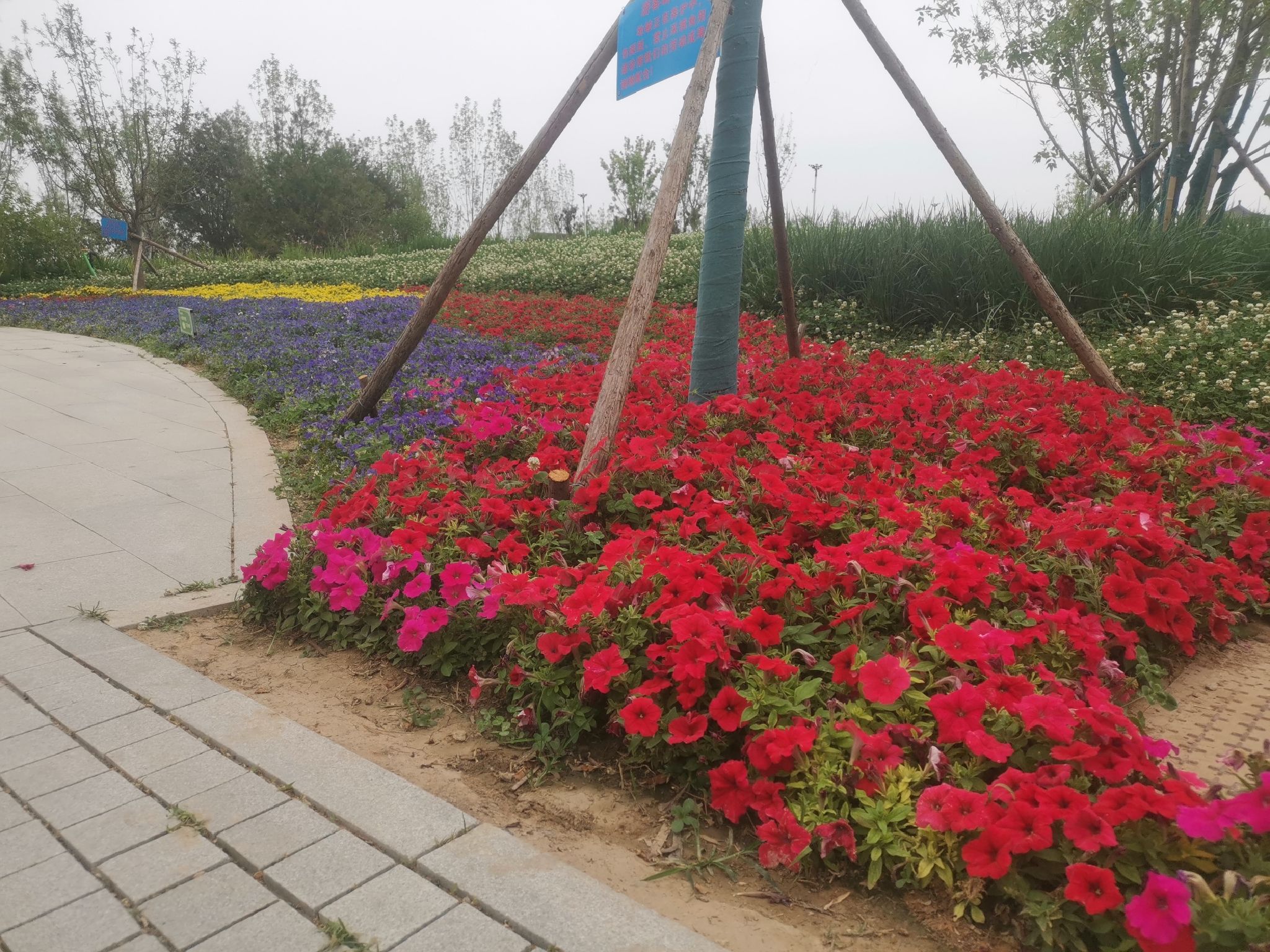 雄安燕南堤公园旅行图片 1