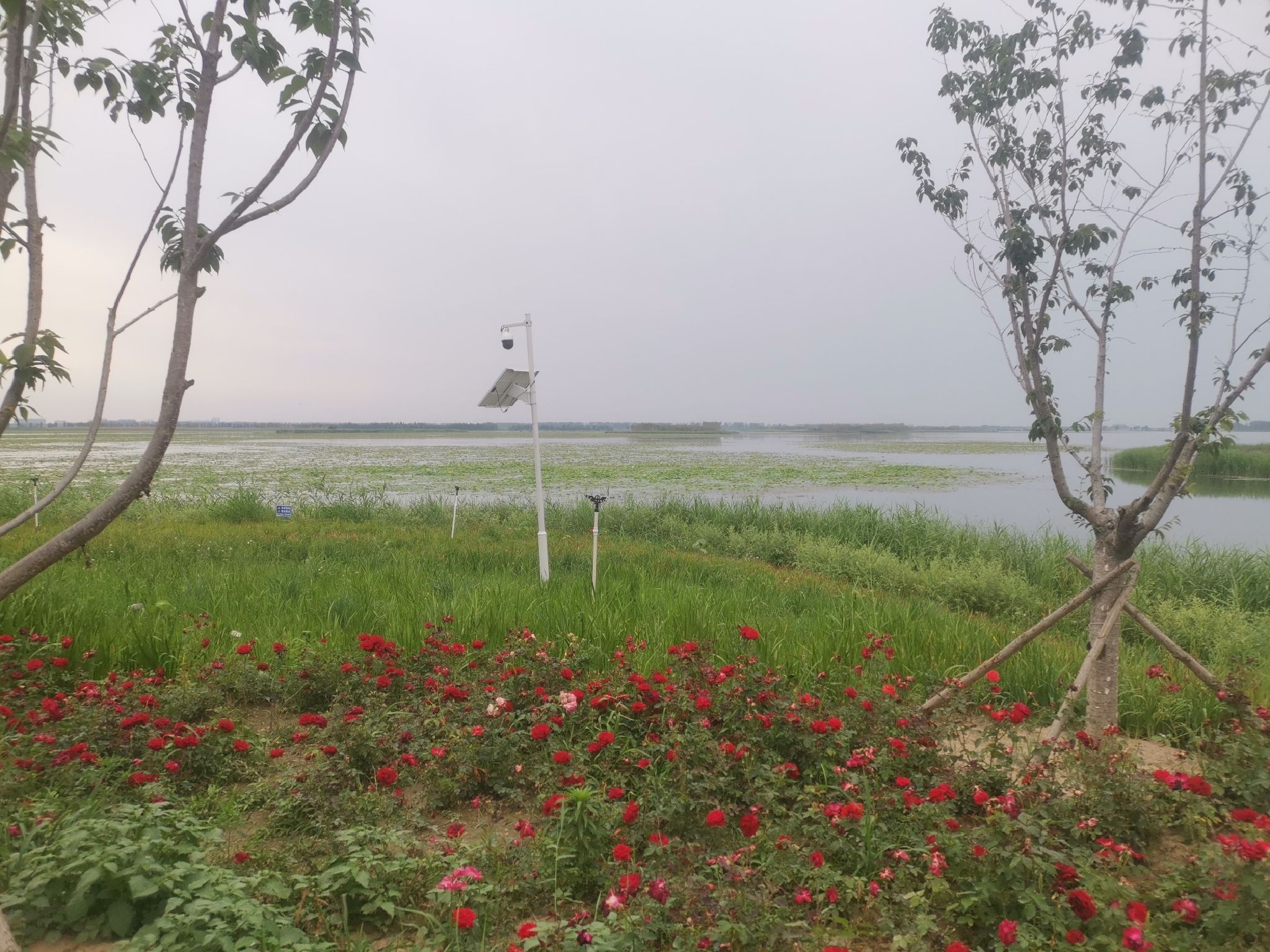 雄安燕南堤公园旅行图片 3