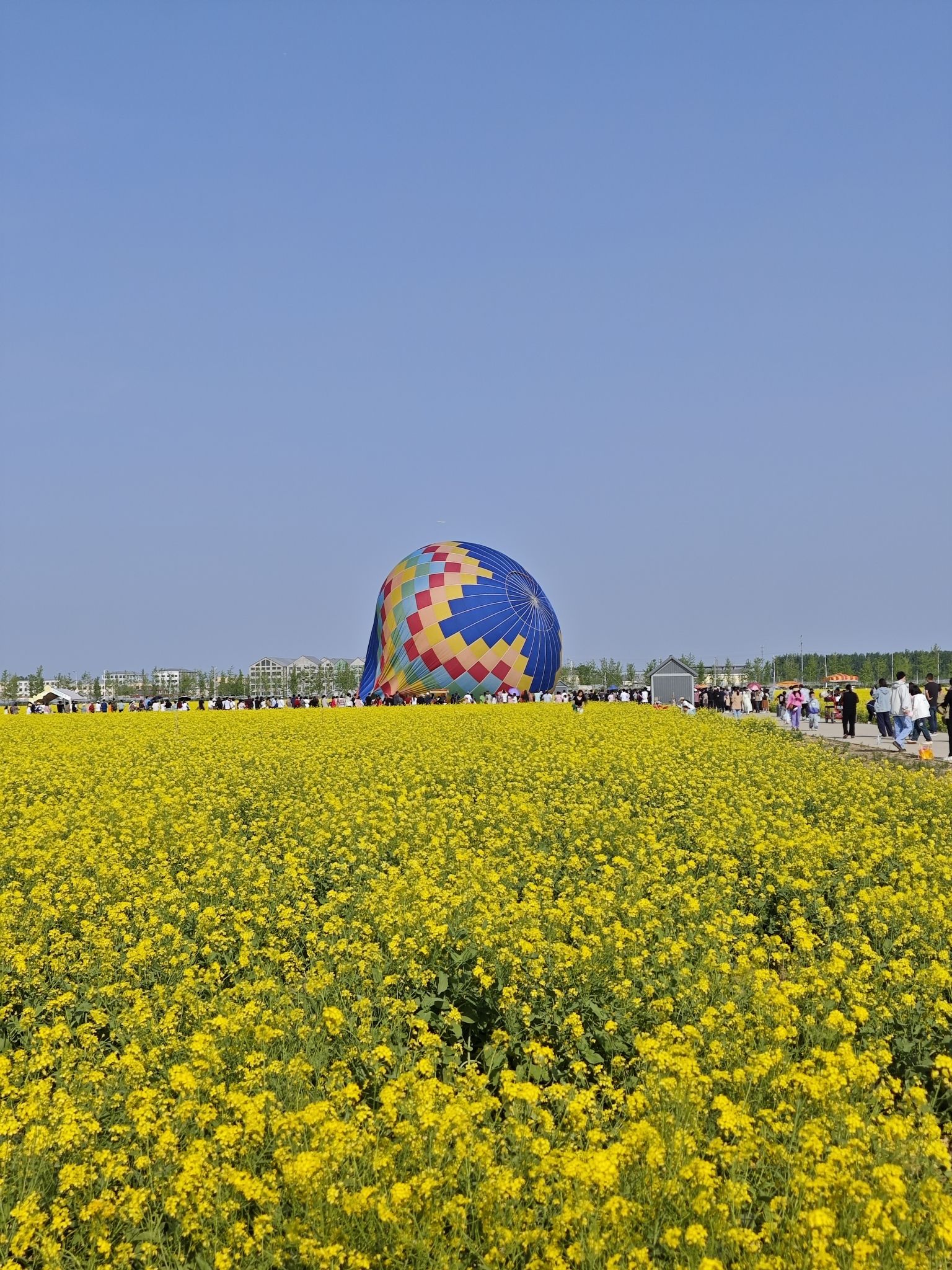 林城油菜花海旅行图片 2